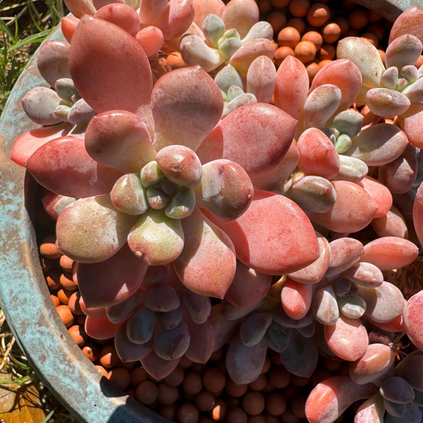 Graptosedum 'red miul ', small leaves  cluster, nice color, 4.4 inches,  bare Root, , Imported Rare Succulent