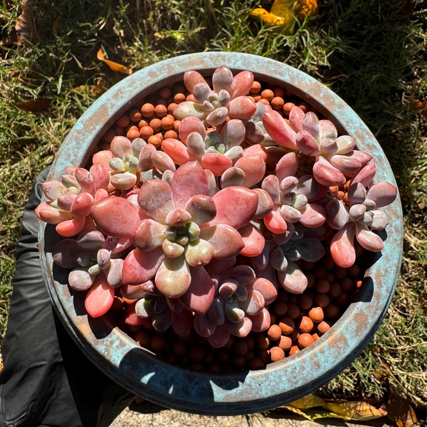 Graptosedum 'red miul ', small leaves  cluster, nice color, 4.4 inches,  bare Root, , Imported Rare Succulent