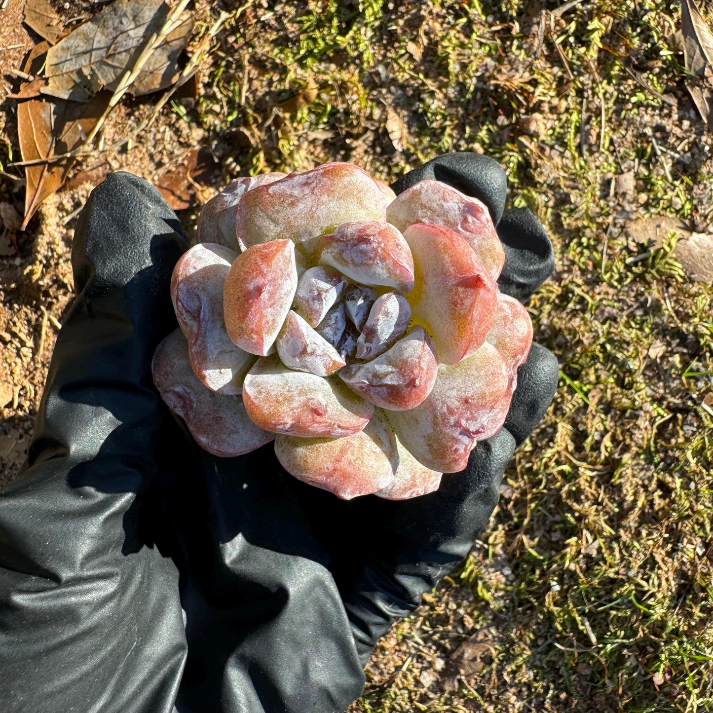 New! Echeveria  'fairyland',  tiny  single head,  nice color, 2inches,   great quality,  Bare Root, Imported Rare Succulent, gift