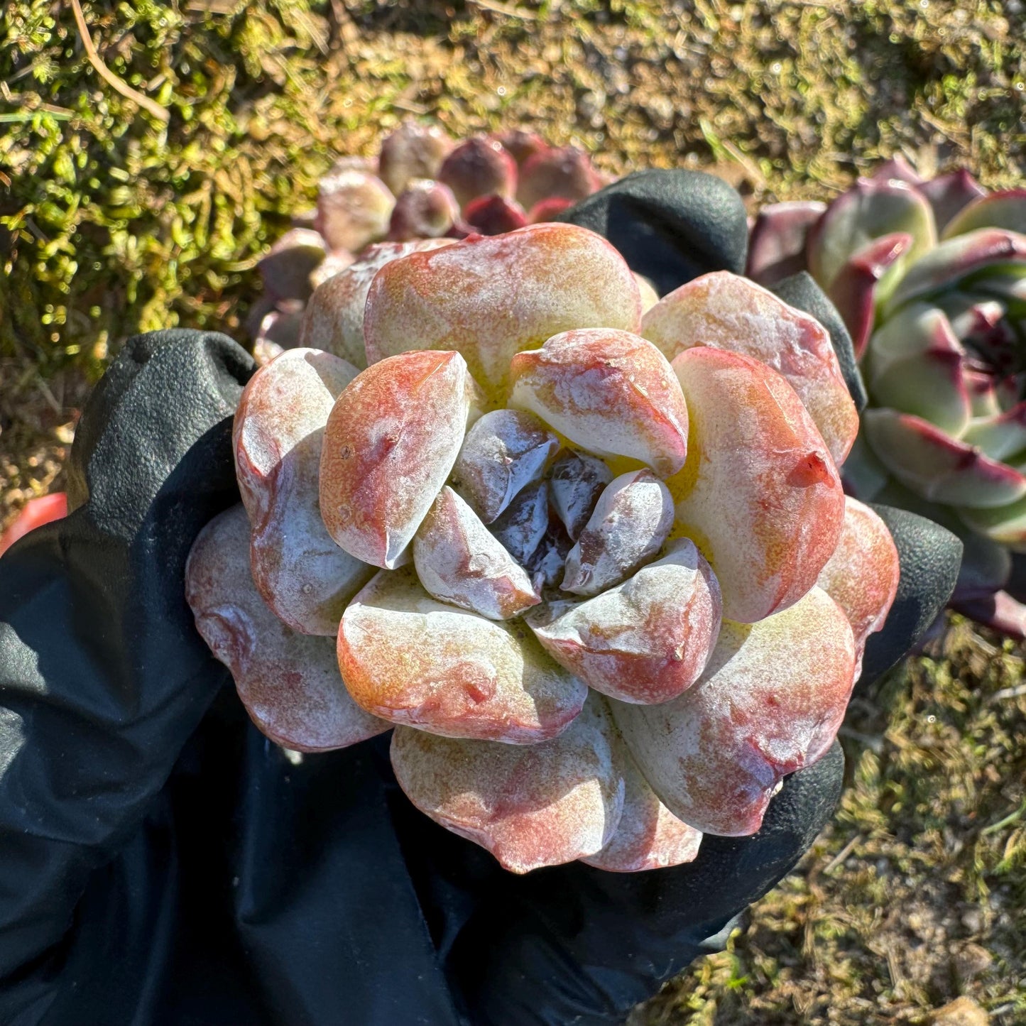 New! Echeveria  'fairyland',  tiny  single head,  nice color, 2inches,   great quality,  Bare Root, Imported Rare Succulent, gift