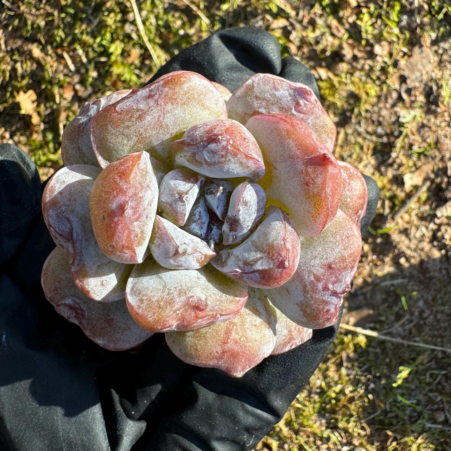 New! Echeveria  'fairyland',  tiny  single head,  nice color, 2inches,   great quality,  Bare Root, Imported Rare Succulent, gift