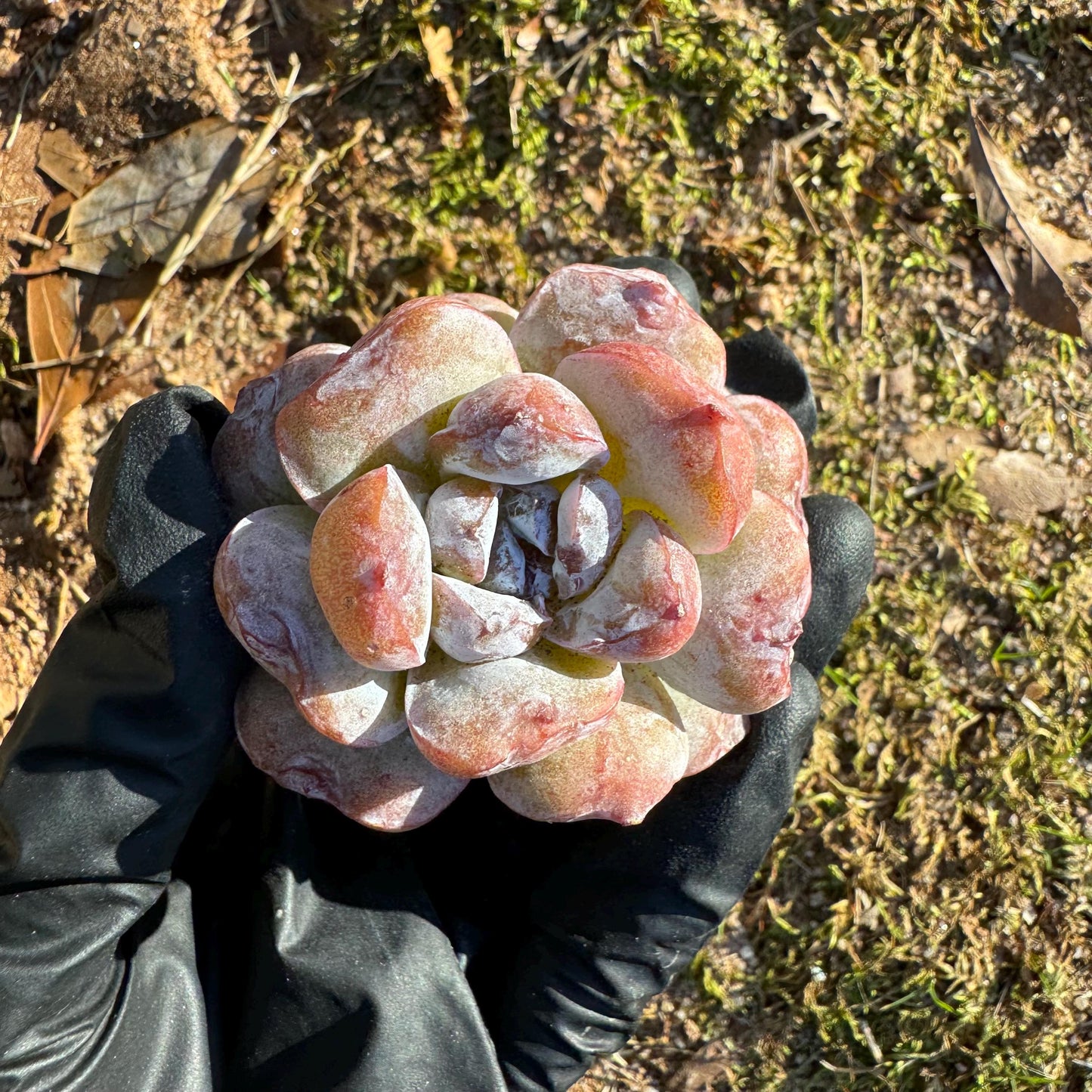 New! Echeveria  'fairyland',  tiny  single head,  nice color, 2inches,   great quality,  Bare Root, Imported Rare Succulent, gift