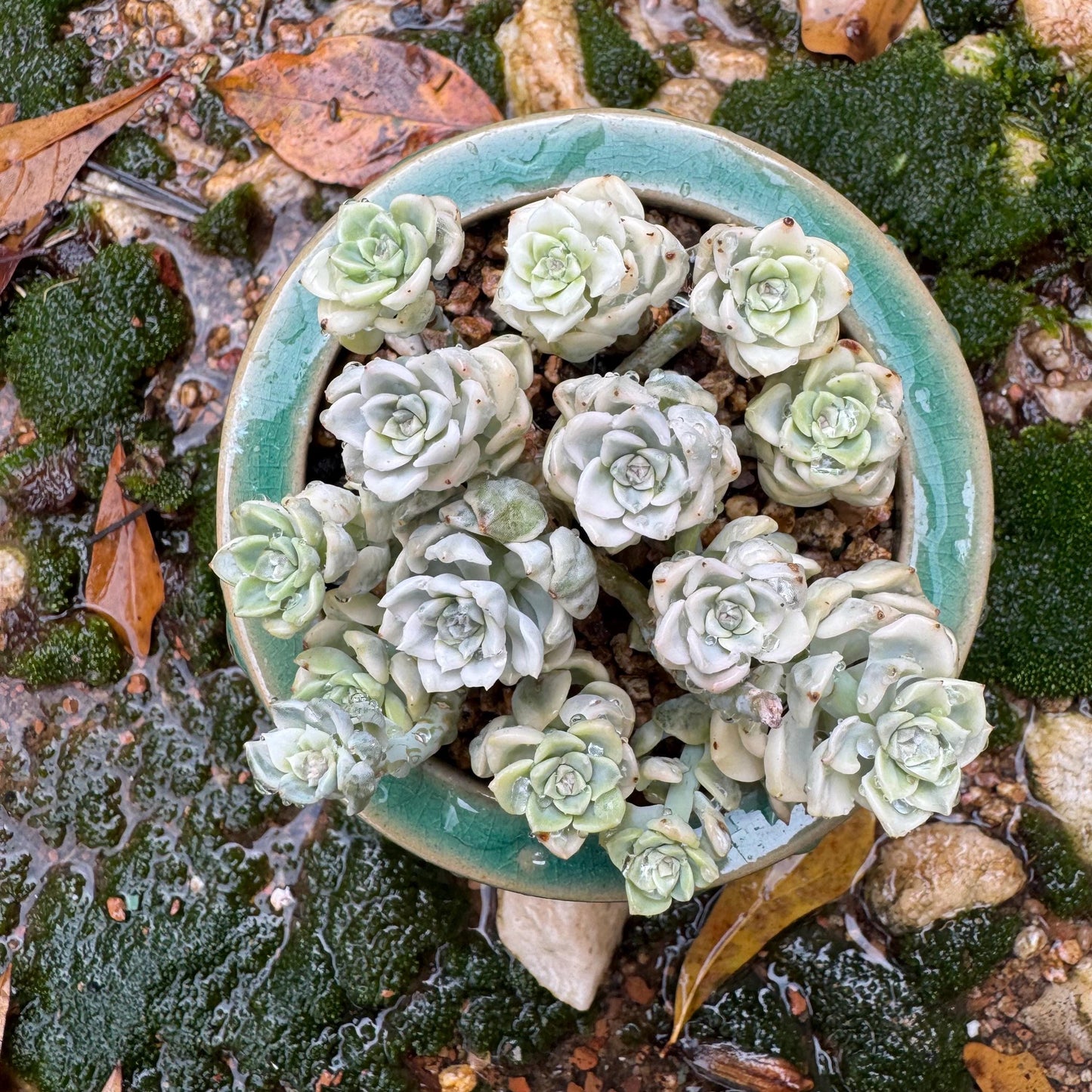 echeveria' tinkerball variegated' small cluster,  3.2inches, bare Root, Imported Rare Succulent, live plant