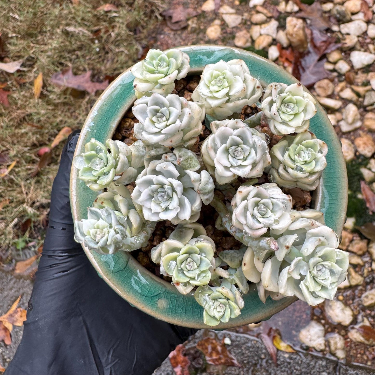 echeveria' tinkerball variegated' small cluster,  3.2inches, bare Root, Imported Rare Succulent, live plant