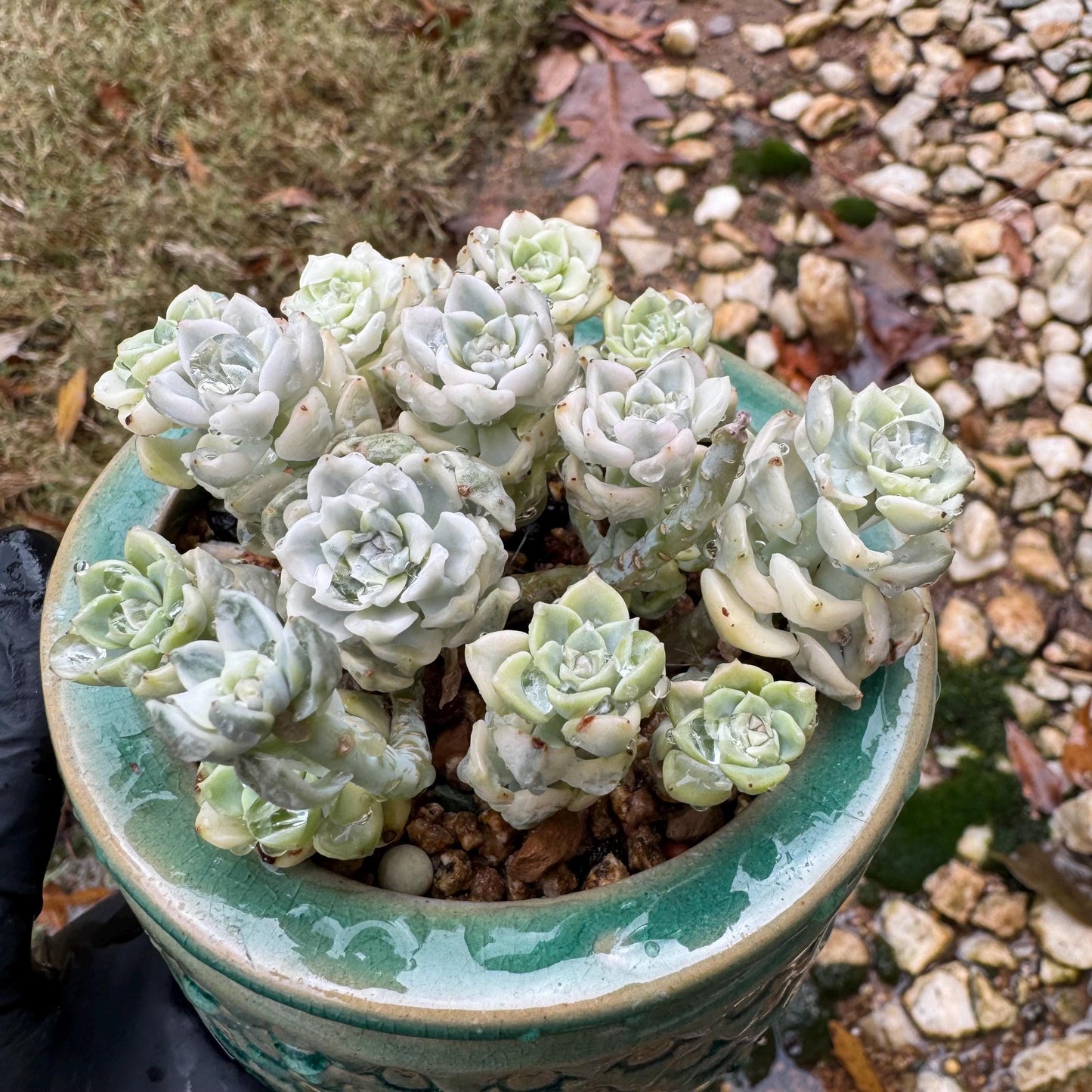 echeveria' tinkerball variegated' small cluster,  3.2inches, bare Root, Imported Rare Succulent, live plant