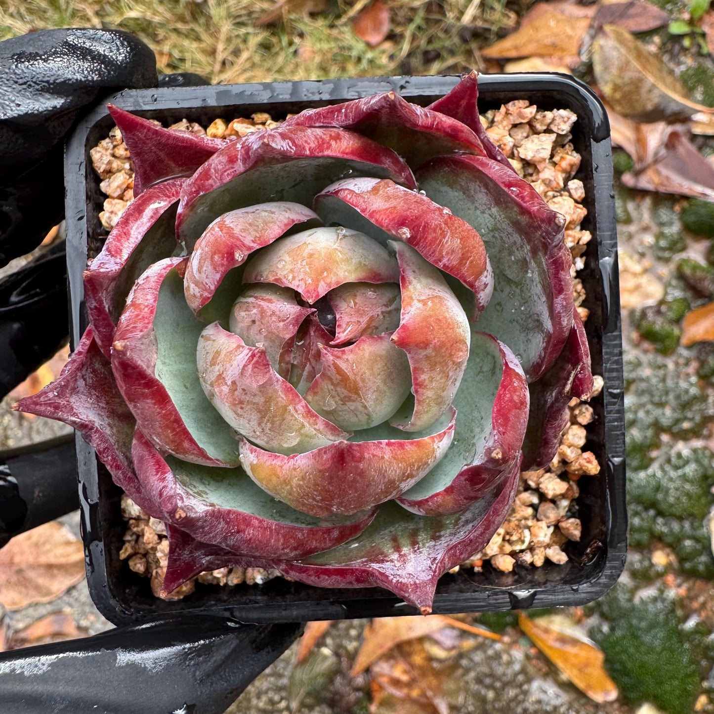 Echeveria Agavoides'Casio', nice color, 2.4inches, Imported Rare Succulent, Bare Root, live plant, gift