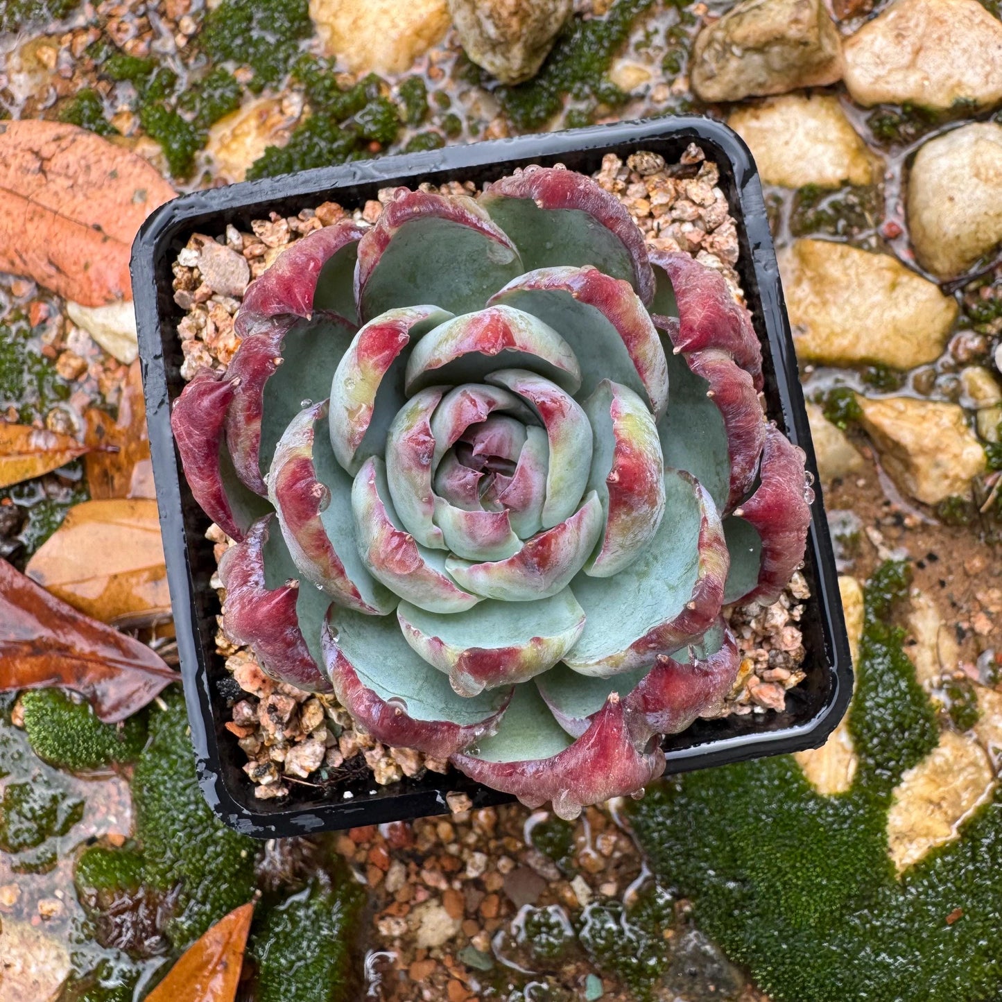 Echeveria Agavoides'Casio', nice color, 2.4inches, Imported Rare Succulent, Bare Root, live plant, gift