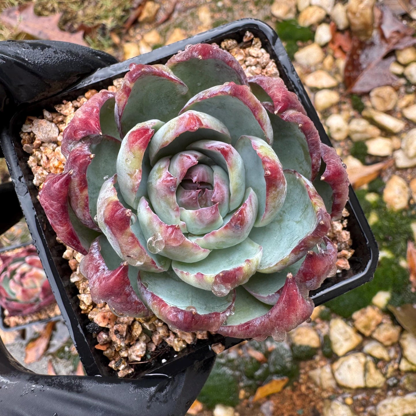 Echeveria Agavoides'Casio', nice color, 2.4inches, Imported Rare Succulent, Bare Root, live plant, gift