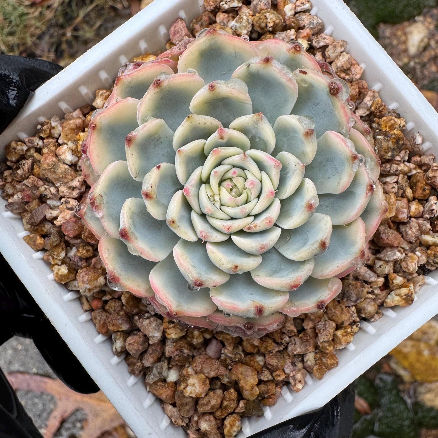 Echeveria 'Minima variegated' , small single head,  nice color, 2inches, Bare Root, Imported Rare Succulent, live plant, gift