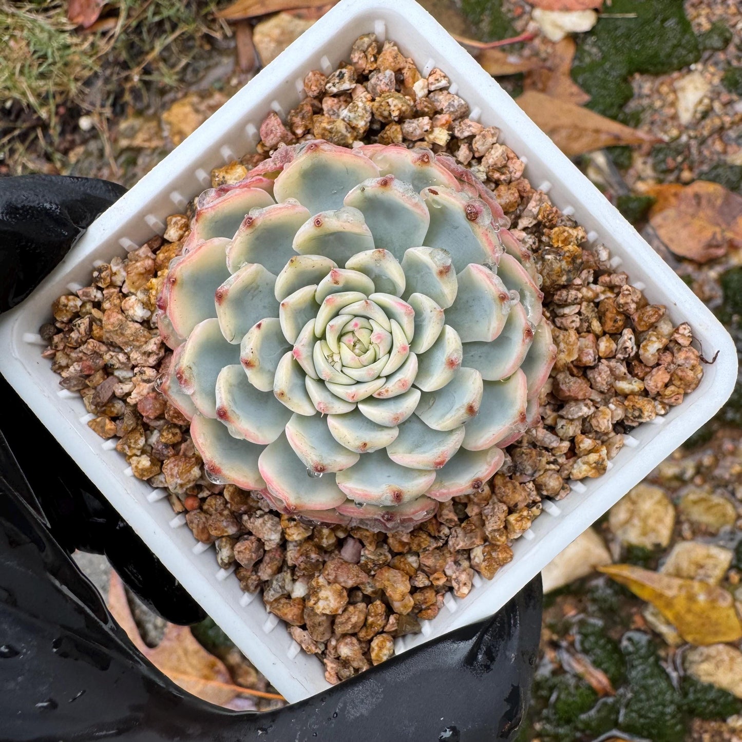 Echeveria 'Minima variegated' , small single head,  nice color, 2inches, Bare Root, Imported Rare Succulent, live plant, gift