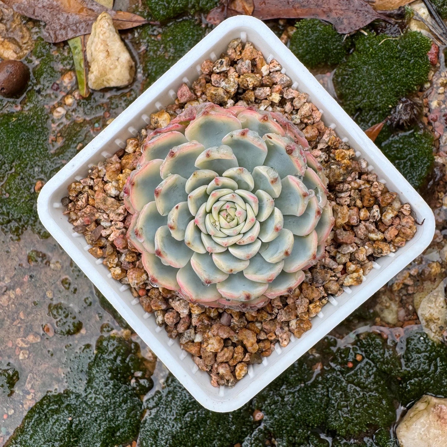 Echeveria 'Minima variegated' , small single head,  nice color, 2inches, Bare Root, Imported Rare Succulent, live plant, gift