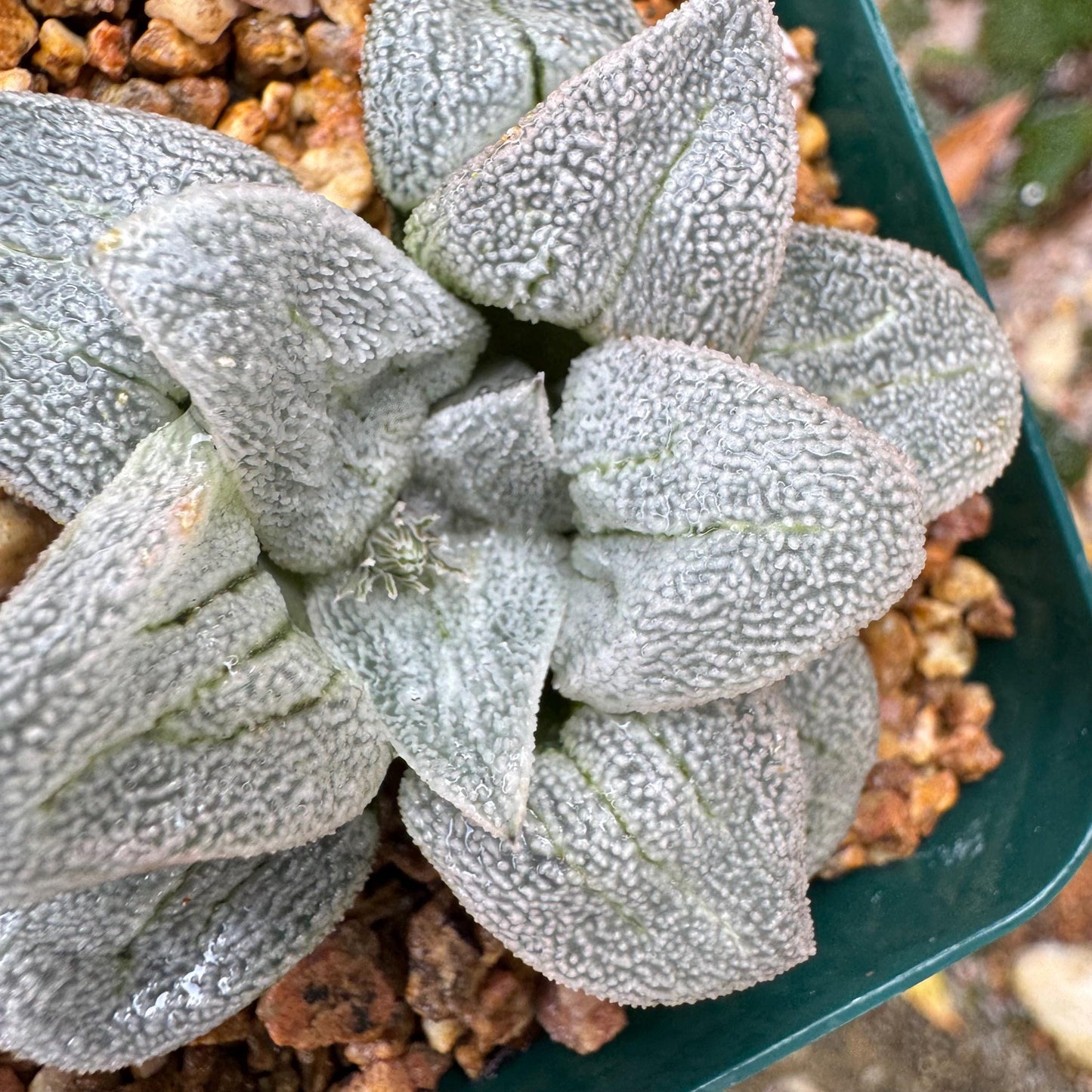 Haworthia 'pygmaea var. pygmaea', 1.9inches, small single head,  Rare Succulent, Bare root.