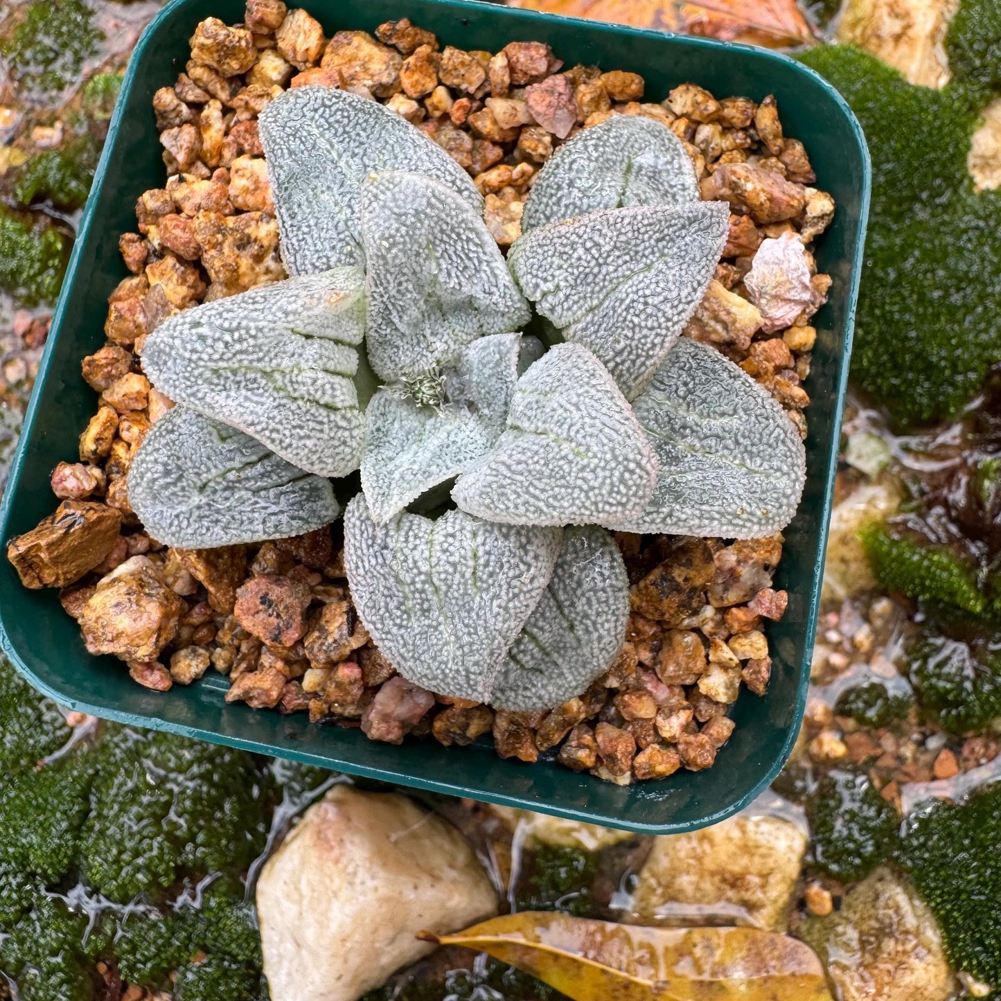 Haworthia 'pygmaea var. pygmaea', 1.9inches, small single head,  Rare Succulent, Bare root.