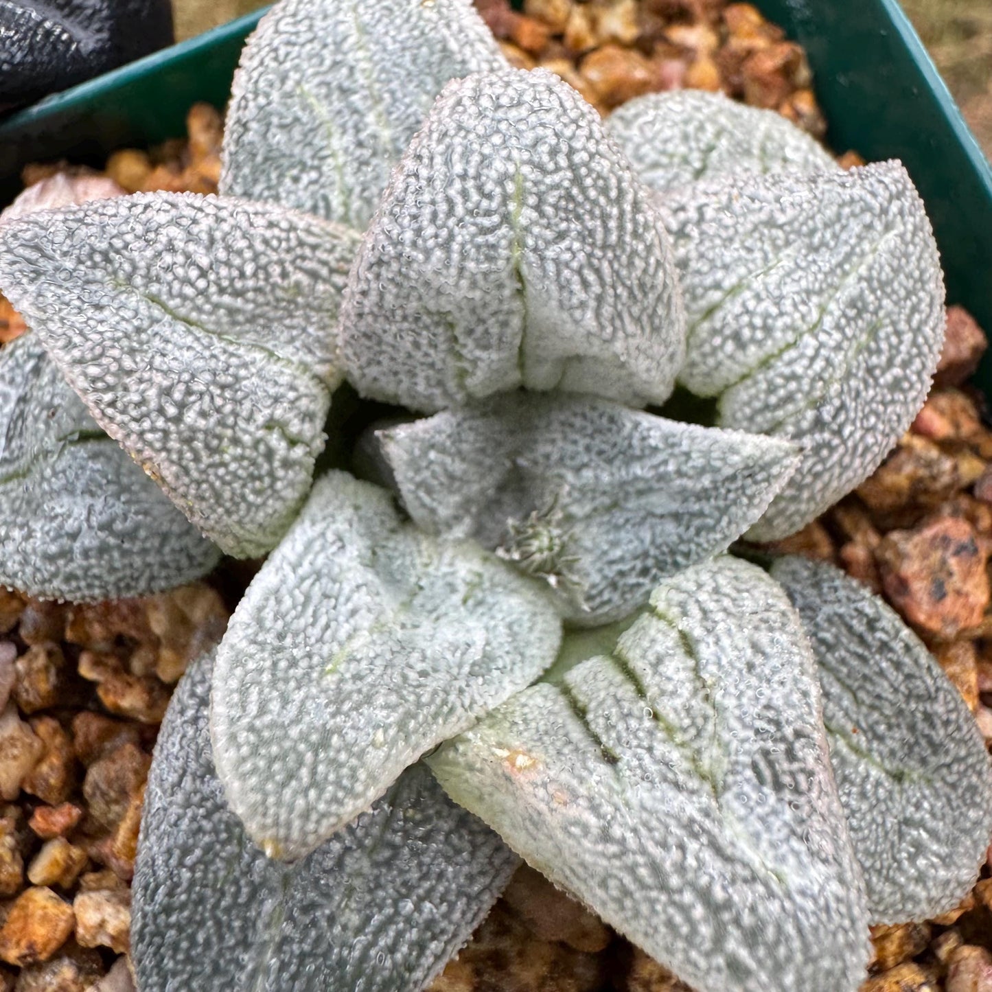 Haworthia 'pygmaea var. pygmaea', 1.9inches, small single head,  Rare Succulent, Bare root.