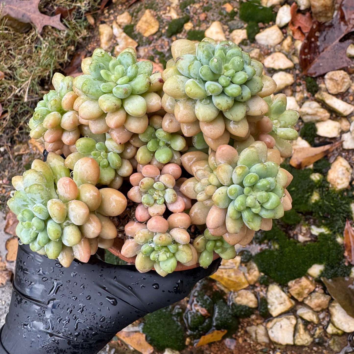 Echeveria 'cheese cake' cluster, succulent plant, Bare Root, Imported Rare Succulent, live plant