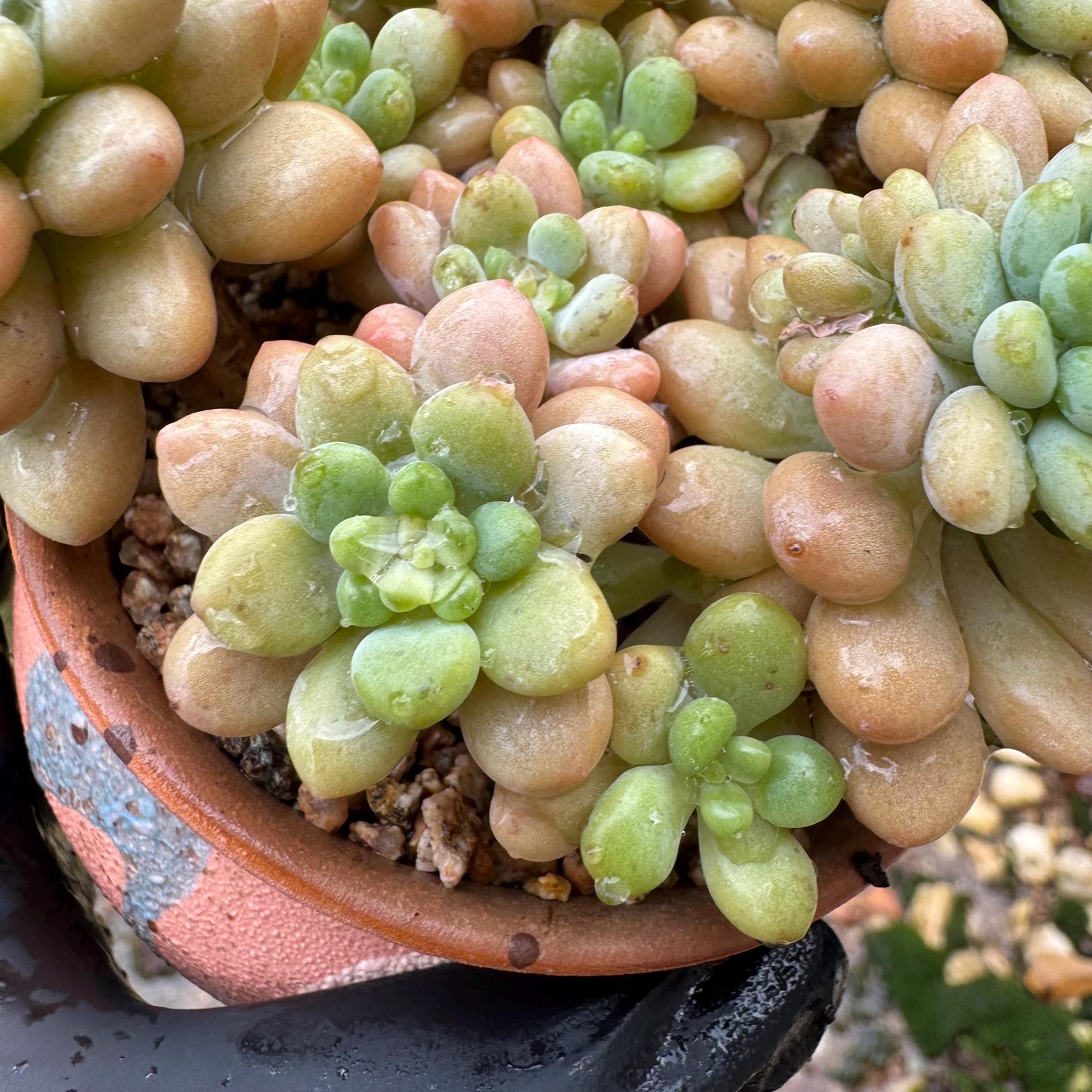 Echeveria 'cheese cake' cluster, succulent plant, Bare Root, Imported Rare Succulent, live plant