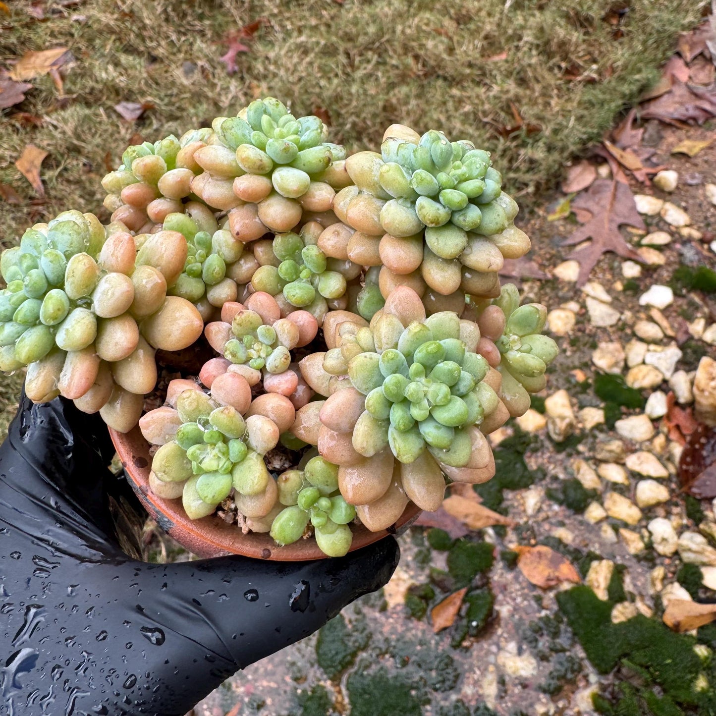 Echeveria 'cheese cake' cluster, succulent plant, Bare Root, Imported Rare Succulent, live plant