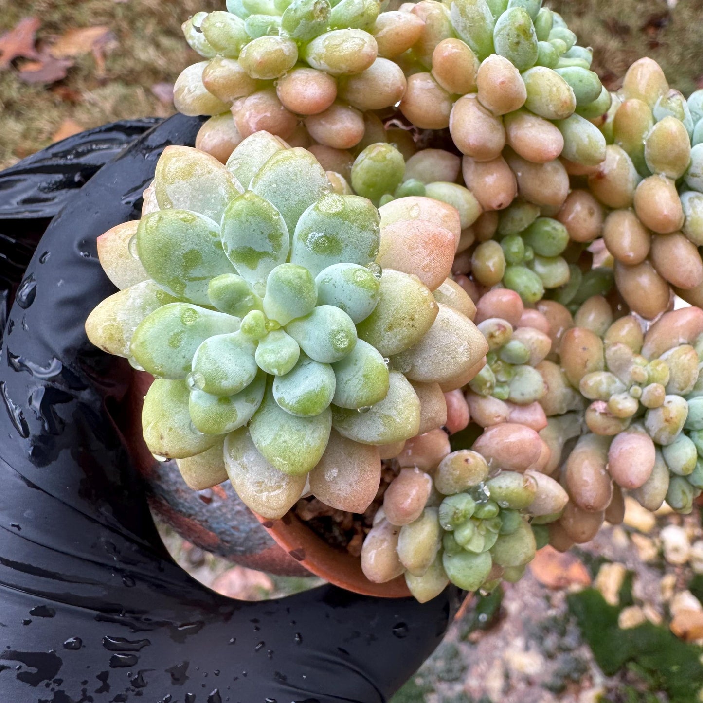 Echeveria 'cheese cake' cluster, succulent plant, Bare Root, Imported Rare Succulent, live plant