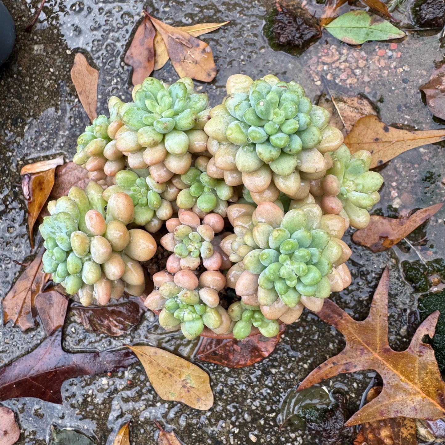 Echeveria 'cheese cake' cluster, succulent plant, Bare Root, Imported Rare Succulent, live plant