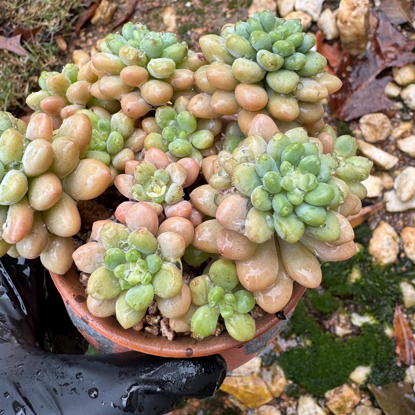 Echeveria 'cheese cake' cluster, succulent plant, Bare Root, Imported Rare Succulent, live plant