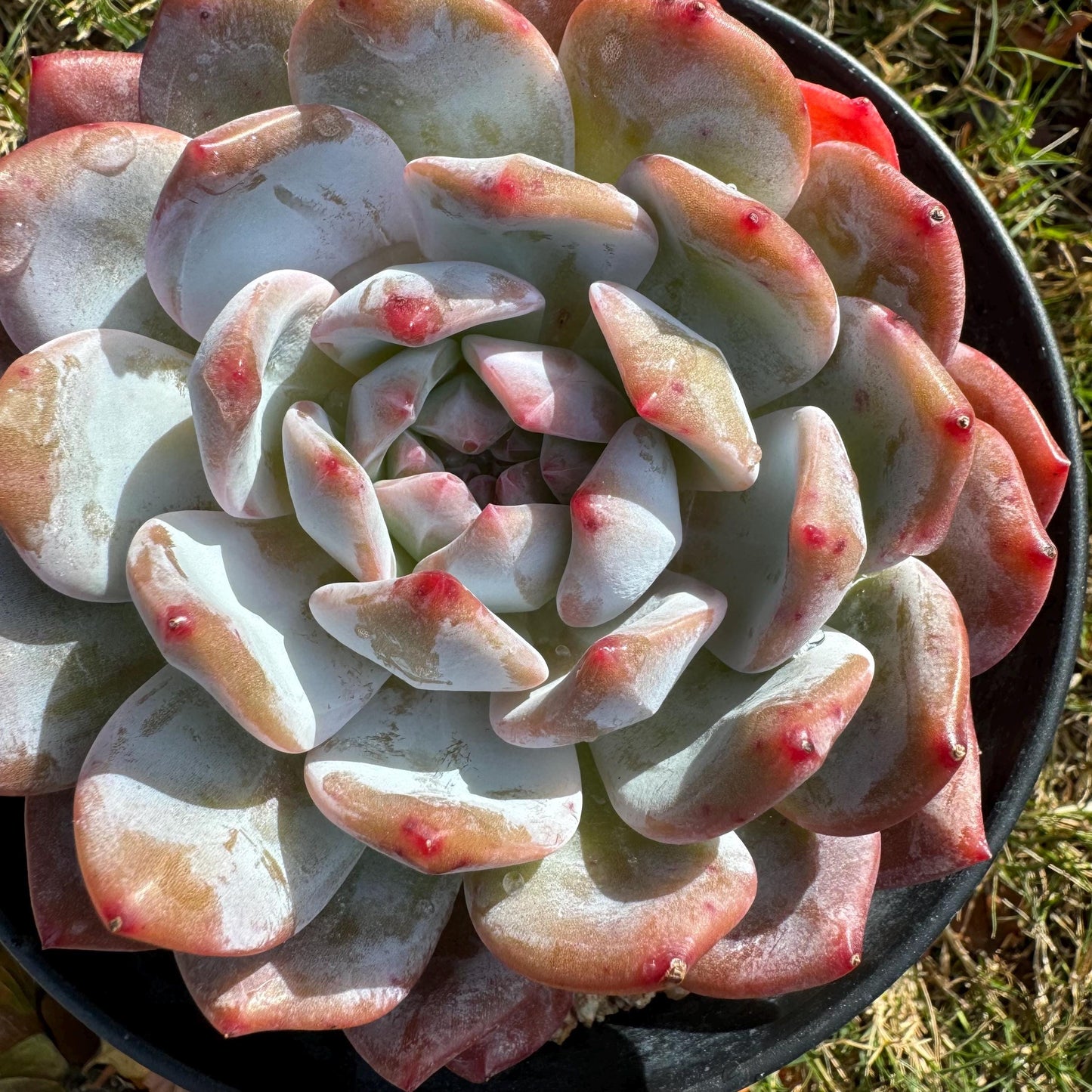 Echeveria Korean ‘ Orange Monroe’, big single head, high quality, 4.2inches, Bare Root, Imported Rare Succulent, live plant, gift