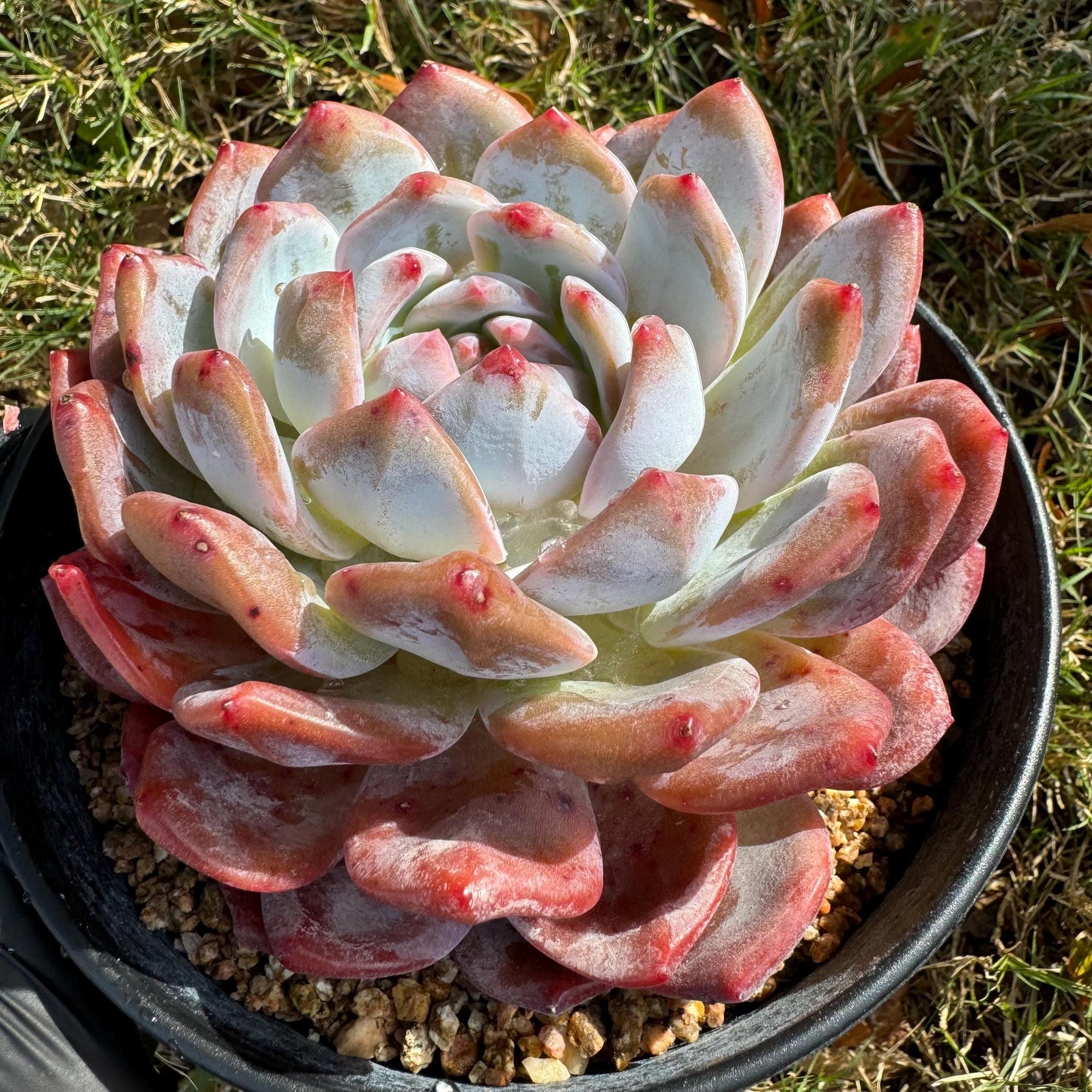 Echeveria Korean ‘ Orange Monroe’, big single head, high quality, 4.2inches, Bare Root, Imported Rare Succulent, live plant, gift