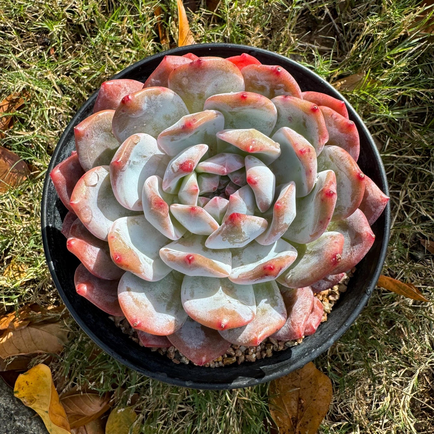 Echeveria Korean ‘ Orange Monroe’, big single head, high quality, 4.2inches, Bare Root, Imported Rare Succulent, live plant, gift