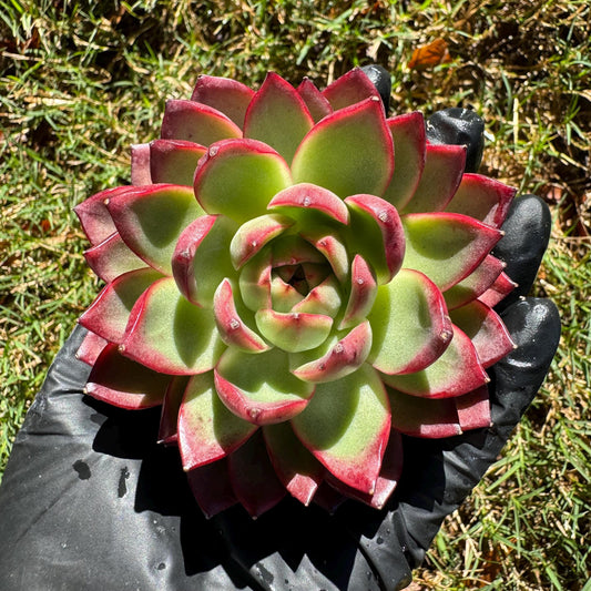 New! Echeveria  'sword dance', new hybrid, 3.3inches, single head, nice color , Bare Root, Imported Rare Succulent