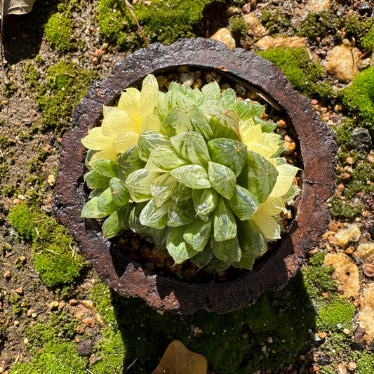 Haworthia' Cooperi Variegated' cluster, nice color,  2.7 inches, Bare Root, Imported Rare Succulent, live plant