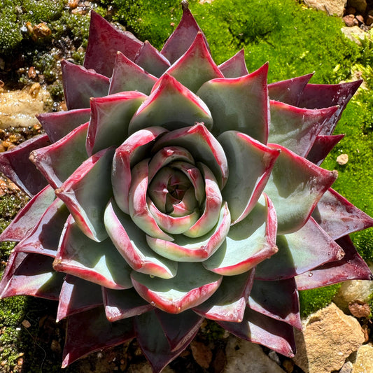 Echeveria Agavoides'Casio', nice color,big head ,  3.2 inches, Imported Rare Succulent, Bare Root, live plant, gift