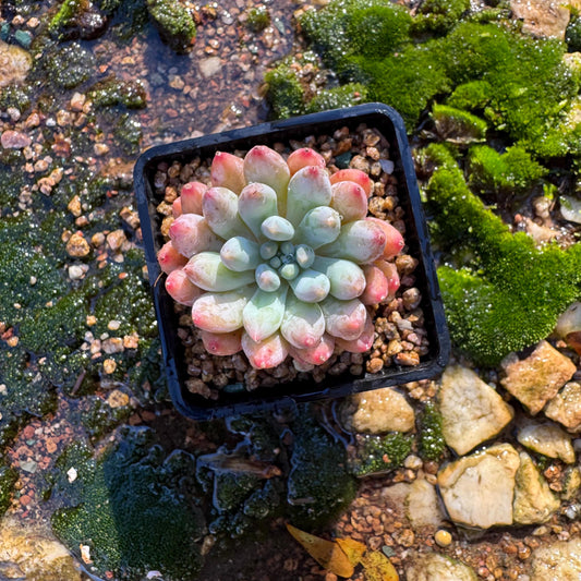 Pachyveria' Angel's Finger', 2inches, nice color,  Imported Rare Succulent, Bare Root, live plant