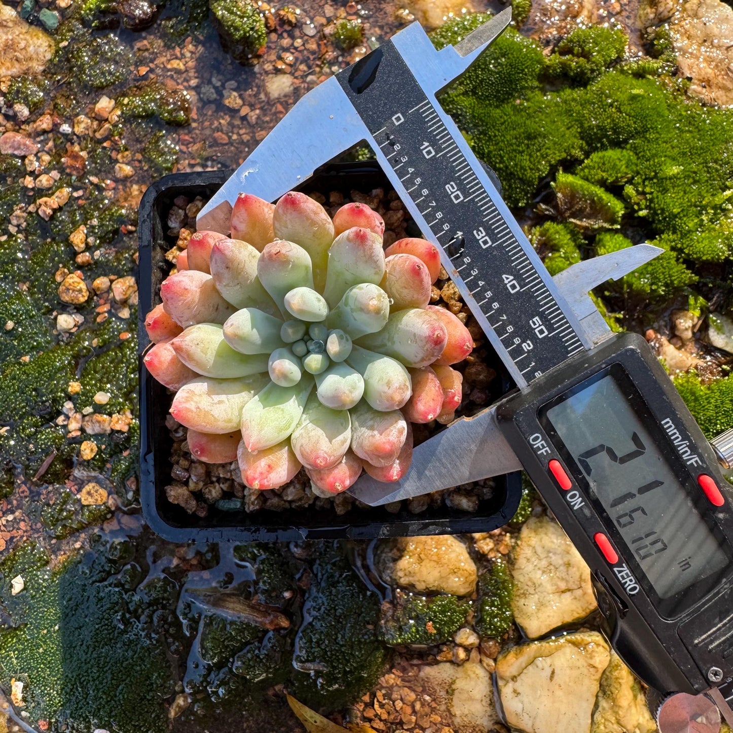 Pachyveria' Angel's Finger', 2inches, nice color,  Imported Rare Succulent, Bare Root, live plant