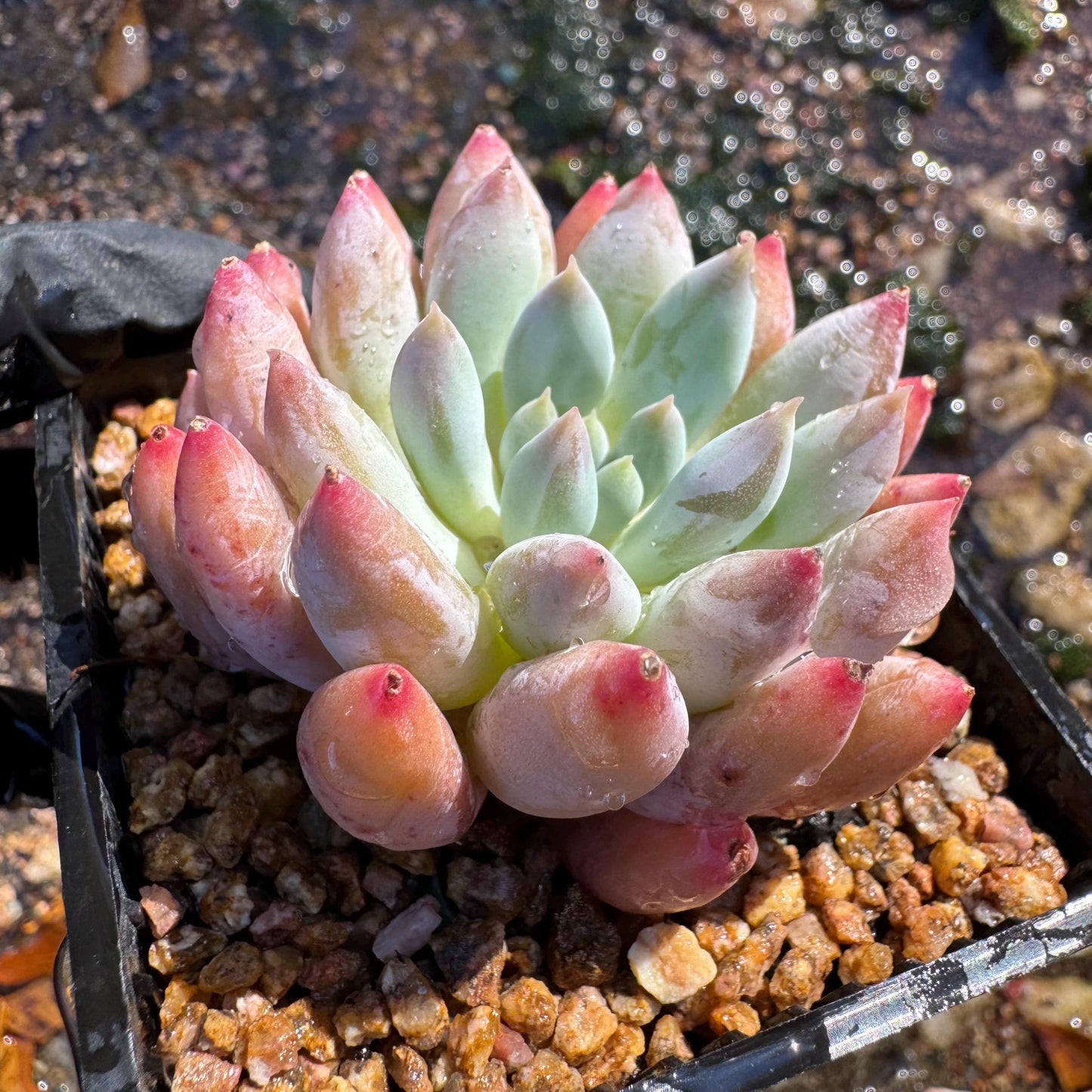 Pachyveria' Angel's Finger', 2inches, nice color,  Imported Rare Succulent, Bare Root, live plant