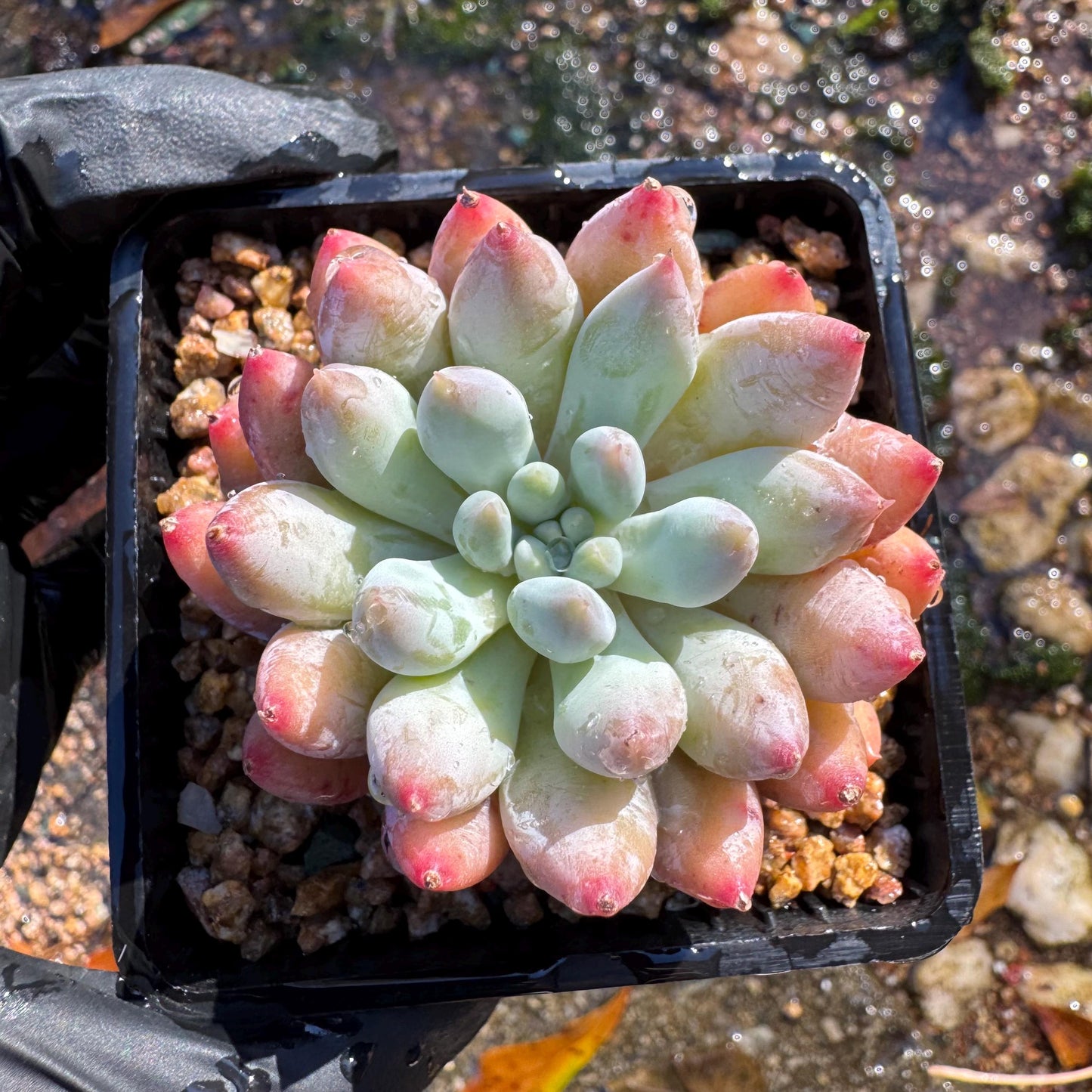 Pachyveria' Angel's Finger', 2inches, nice color,  Imported Rare Succulent, Bare Root, live plant