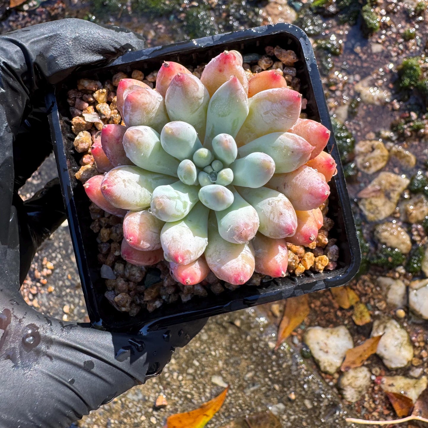 Pachyveria' Angel's Finger', 2inches, nice color,  Imported Rare Succulent, Bare Root, live plant