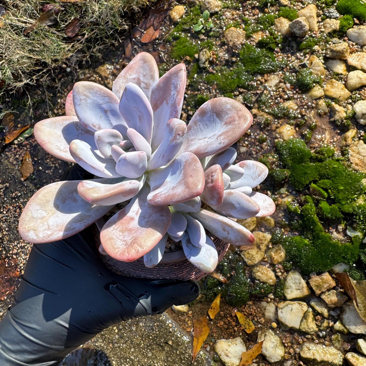 Graptoveria 'pink bunny' cluster , 3heads ,  nice color,  Bare Root, Imported Rare Succulent