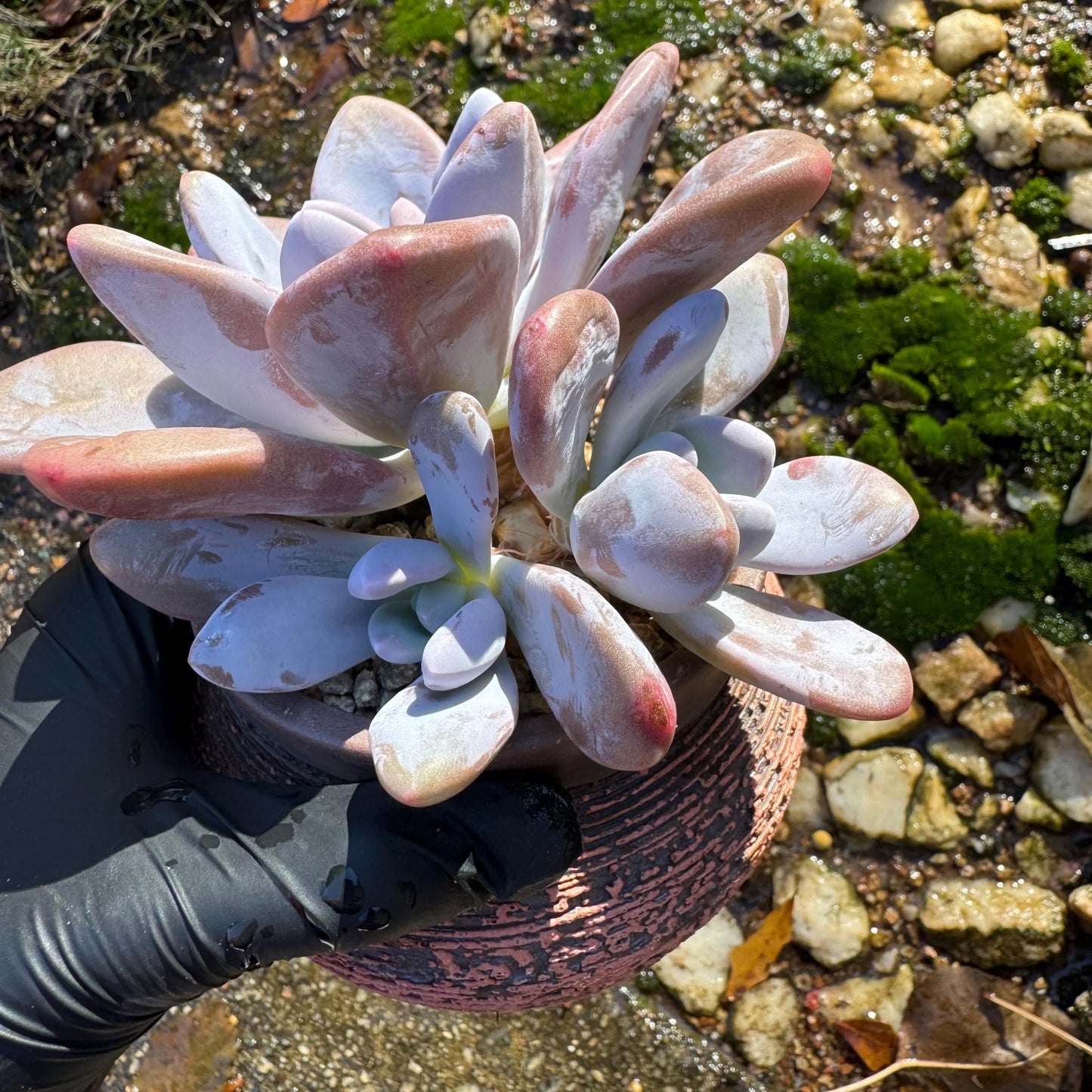 Graptoveria 'pink bunny' cluster , 3heads ,  nice color,  Bare Root, Imported Rare Succulent