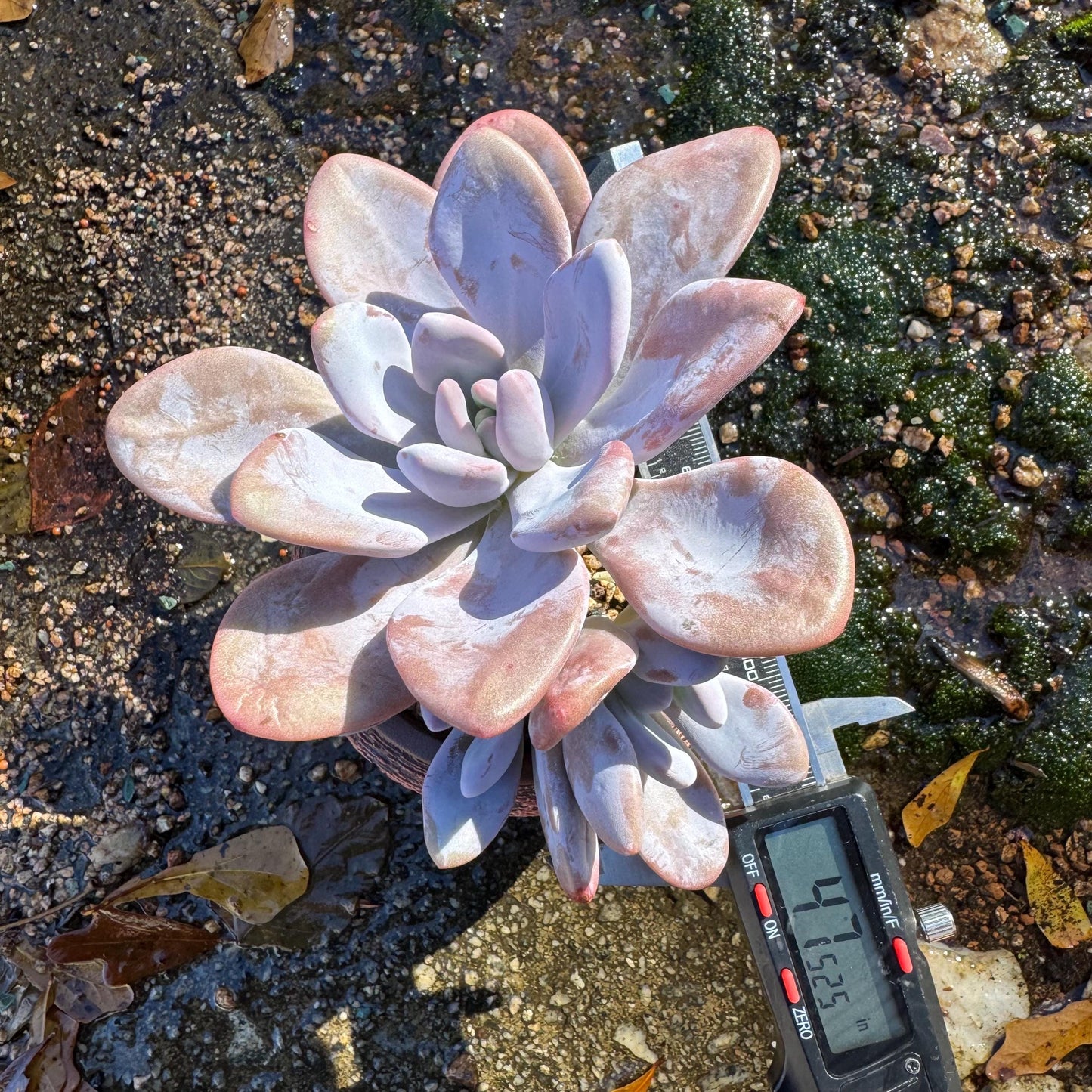 Graptoveria 'pink bunny' cluster , 3heads ,  nice color,  Bare Root, Imported Rare Succulent