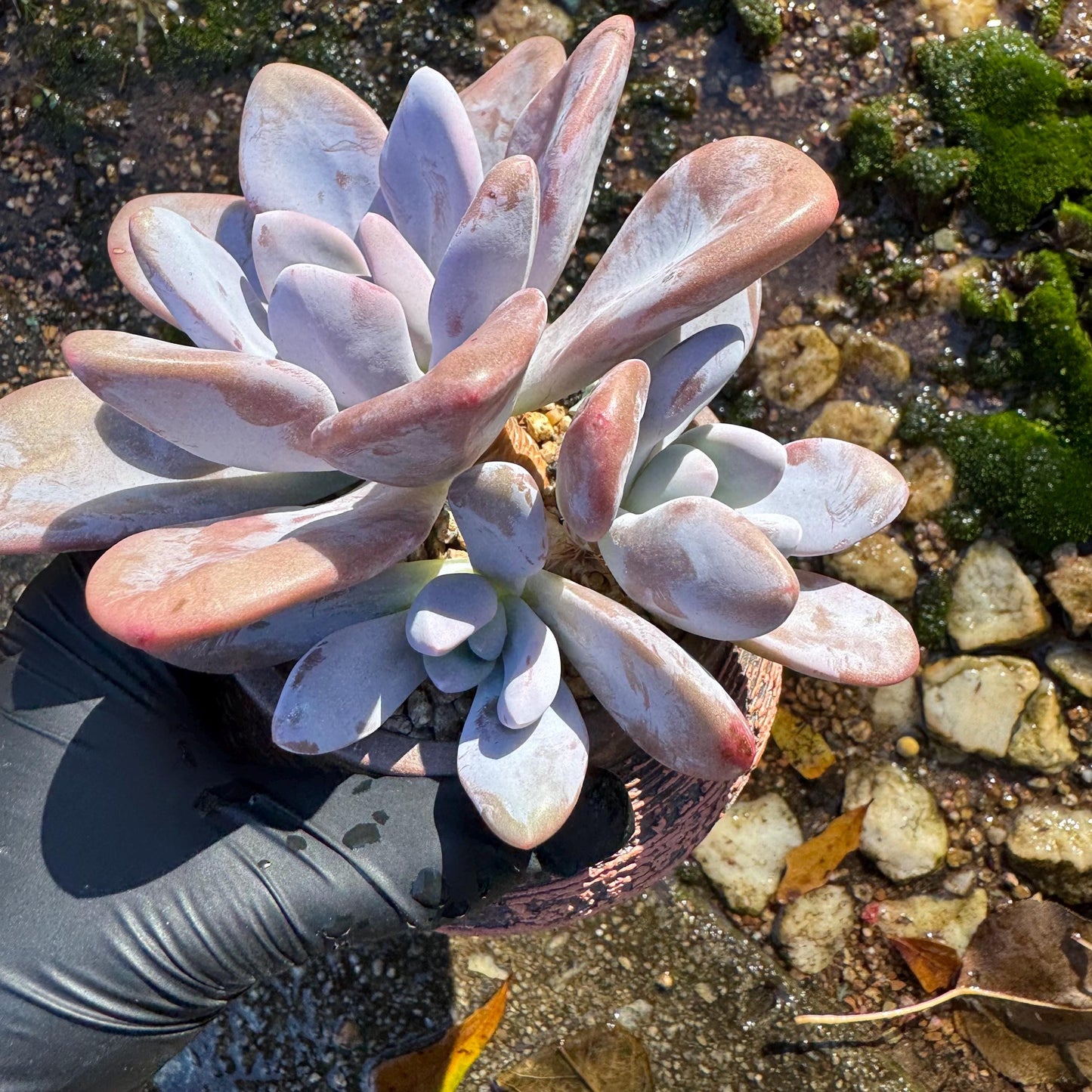 Graptoveria 'pink bunny' cluster , 3heads ,  nice color,  Bare Root, Imported Rare Succulent