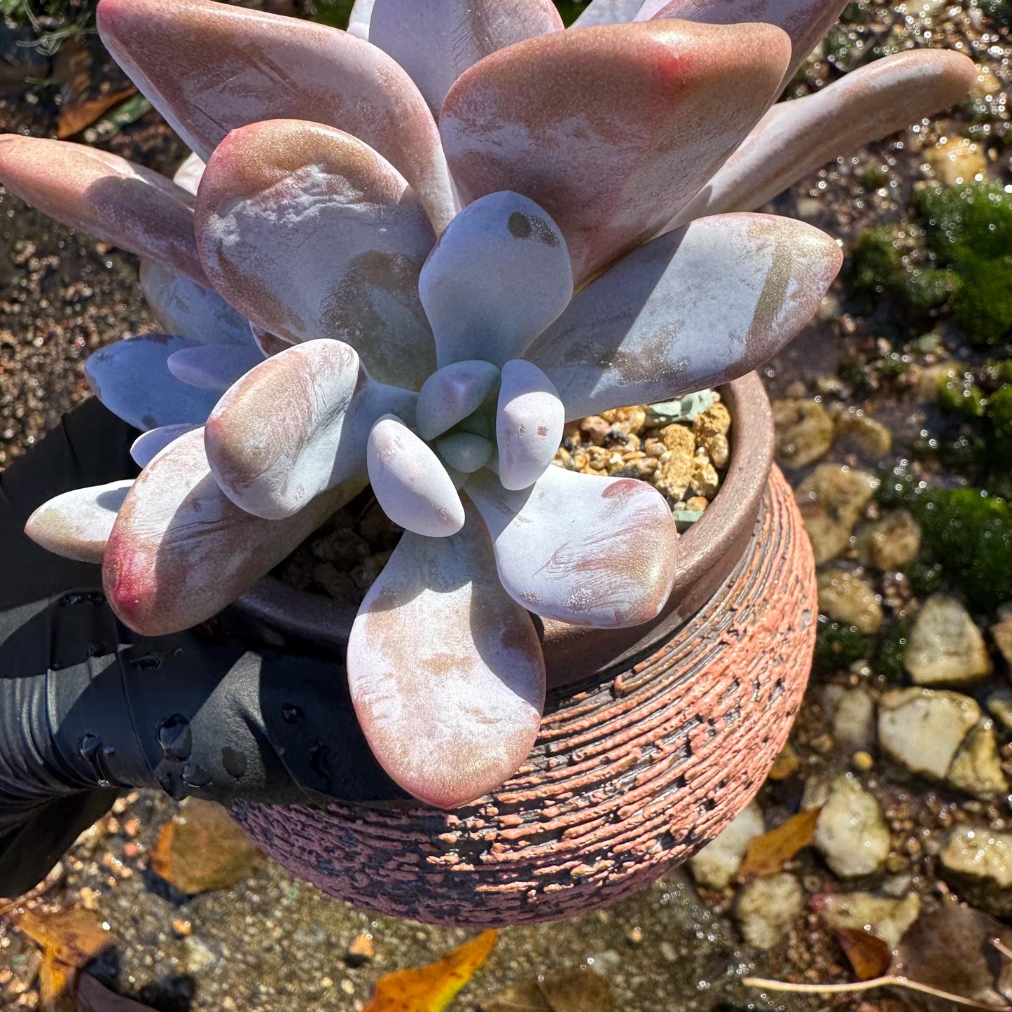 Graptoveria 'pink bunny' cluster , 3heads ,  nice color,  Bare Root, Imported Rare Succulent