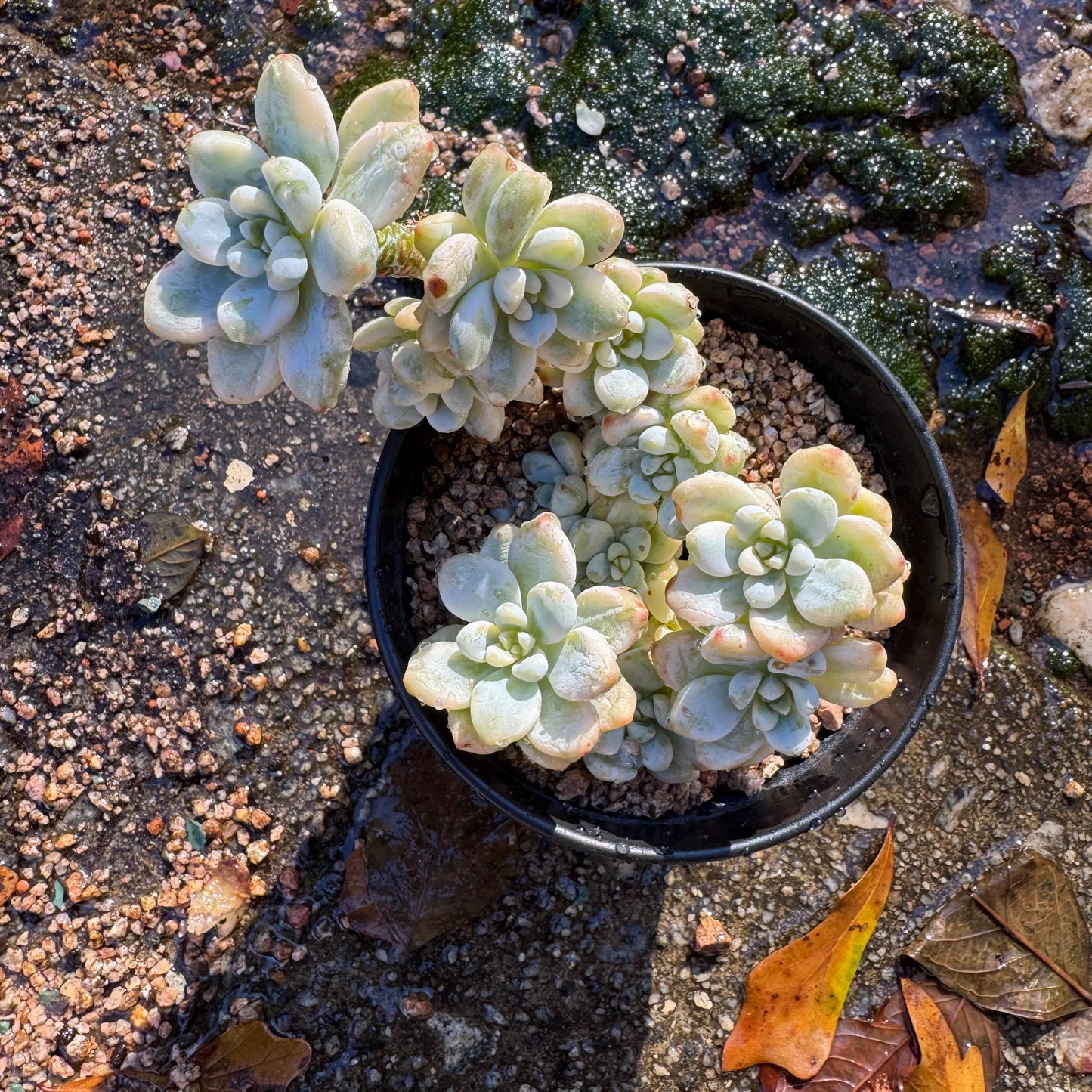 Sedum 'Clavatum Variegated' Cluster ,3.4inches,  Bare Root, Imported Rare Succulent, gift , live plant