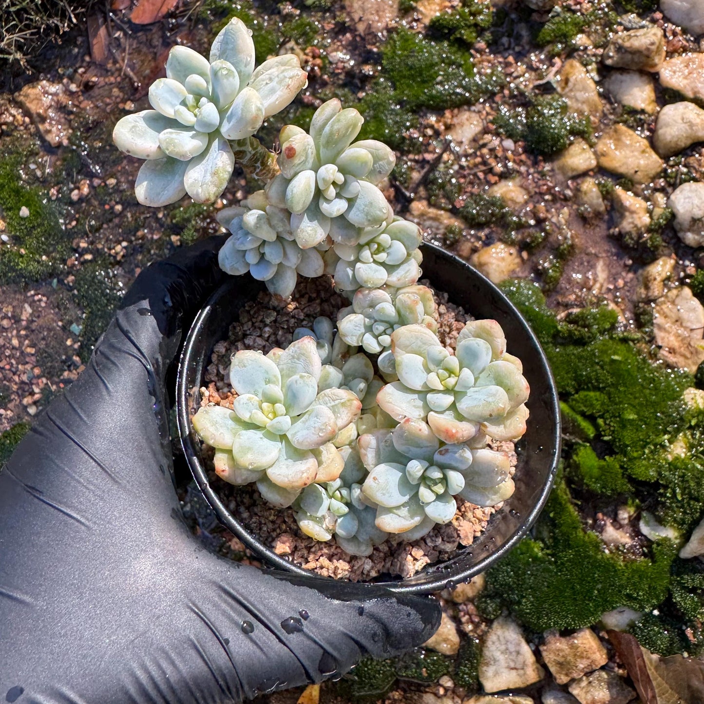 Sedum 'Clavatum Variegated' Cluster ,3.4inches,  Bare Root, Imported Rare Succulent, gift , live plant