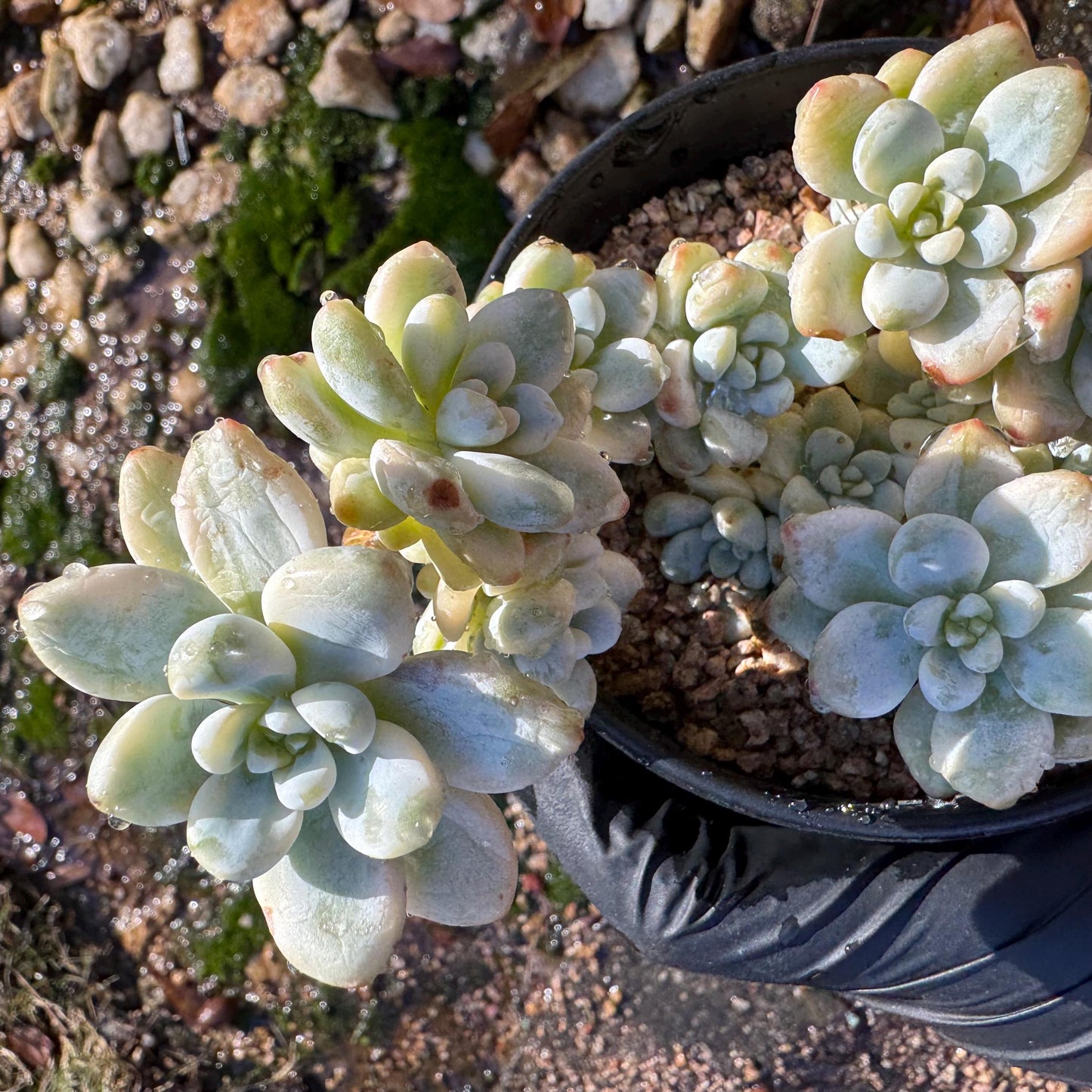 Sedum 'Clavatum Variegated' Cluster ,3.4inches,  Bare Root, Imported Rare Succulent, gift , live plant