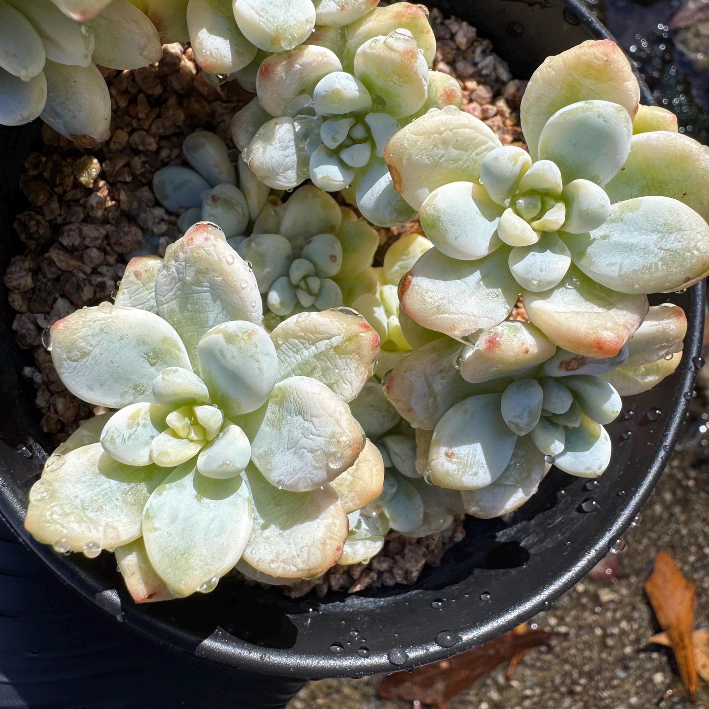 Sedum 'Clavatum Variegated' Cluster ,3.4inches,  Bare Root, Imported Rare Succulent, gift , live plant