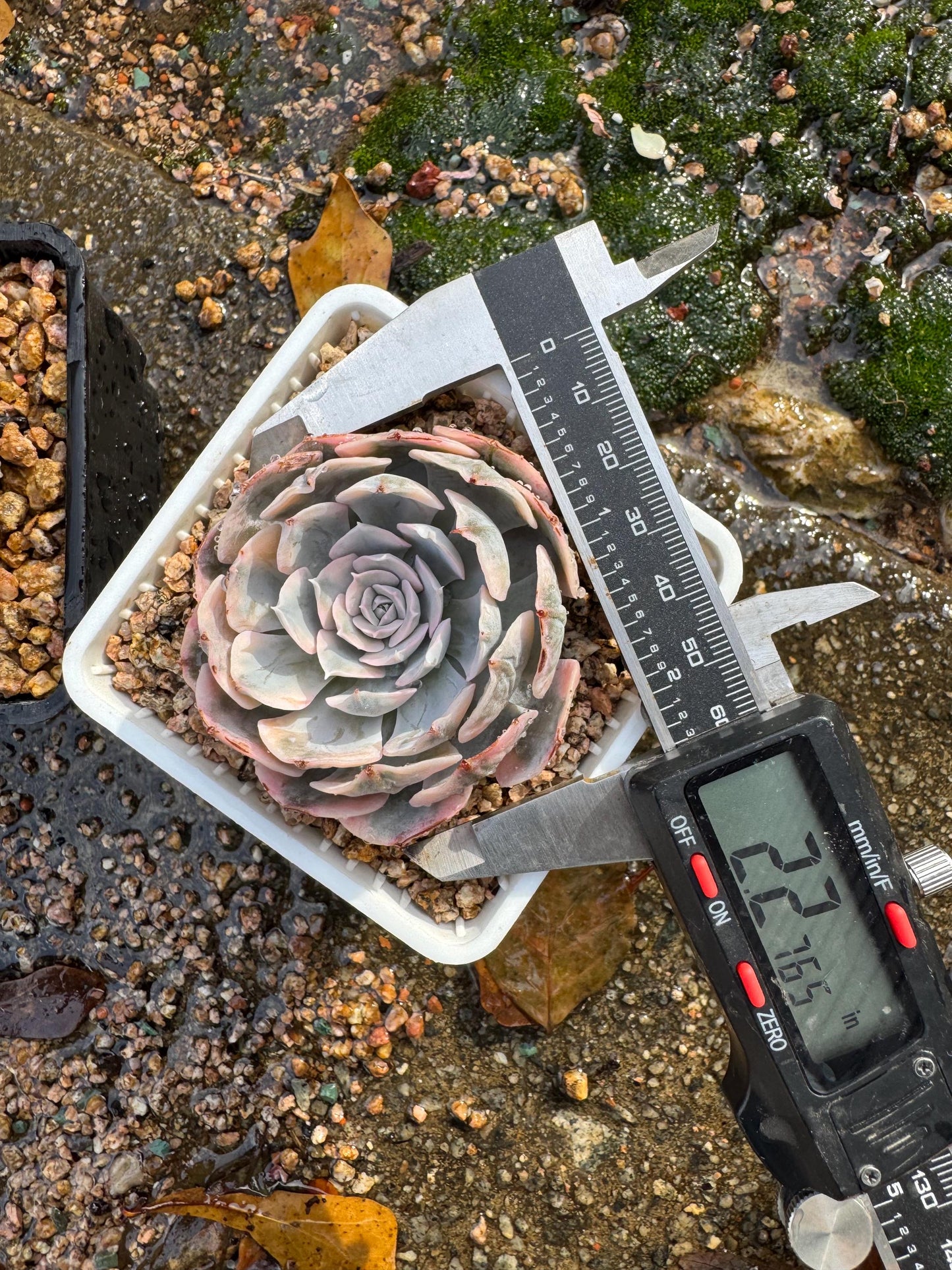 Echeveria 'Ruyonii 'variegated, small size , 2.2 inches, Bare Root, Imported Rare Succulent