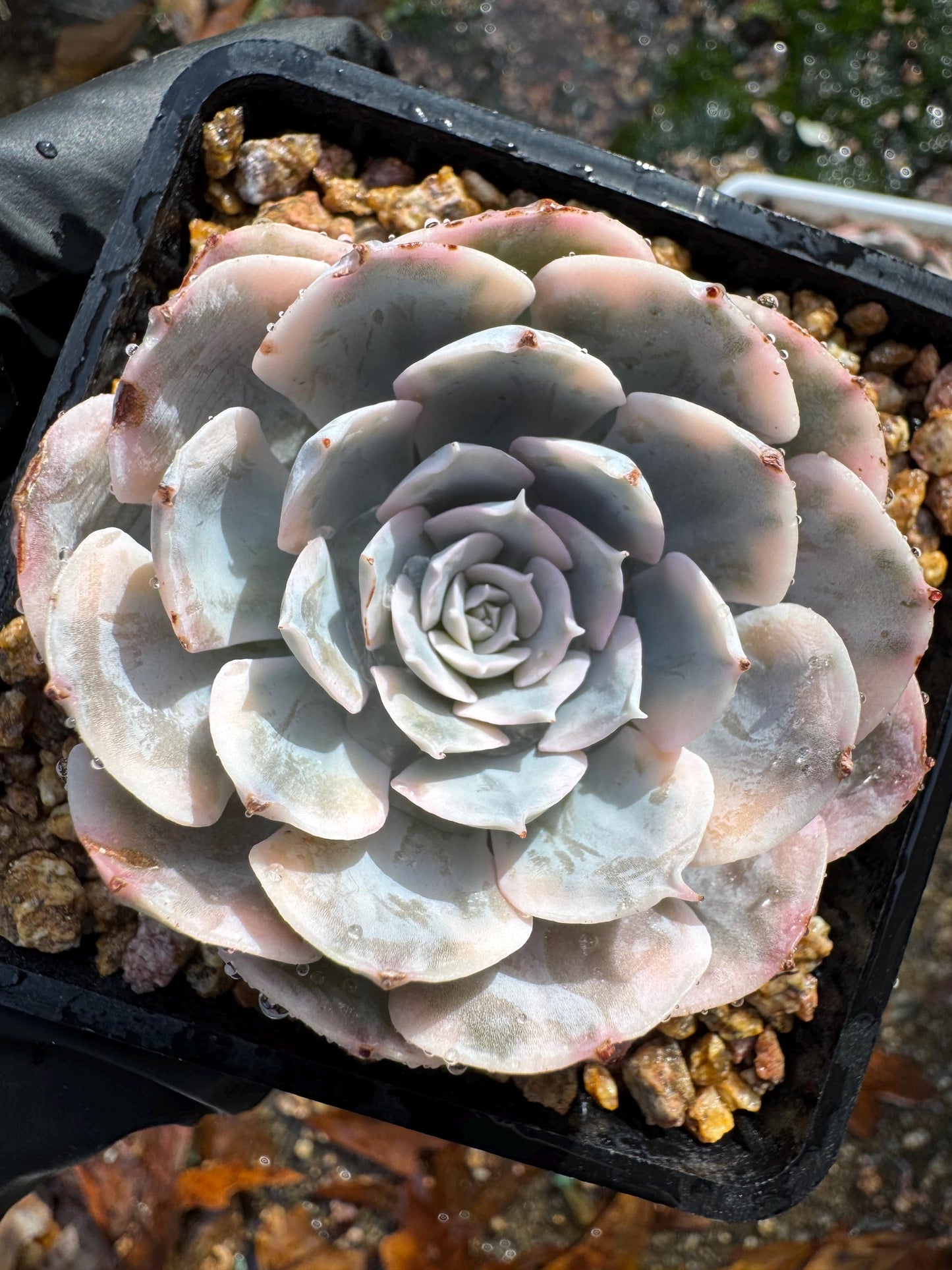 Echeveria 'Ruyonii 'variegated, small size , 2.2 inches, Bare Root, Imported Rare Succulent