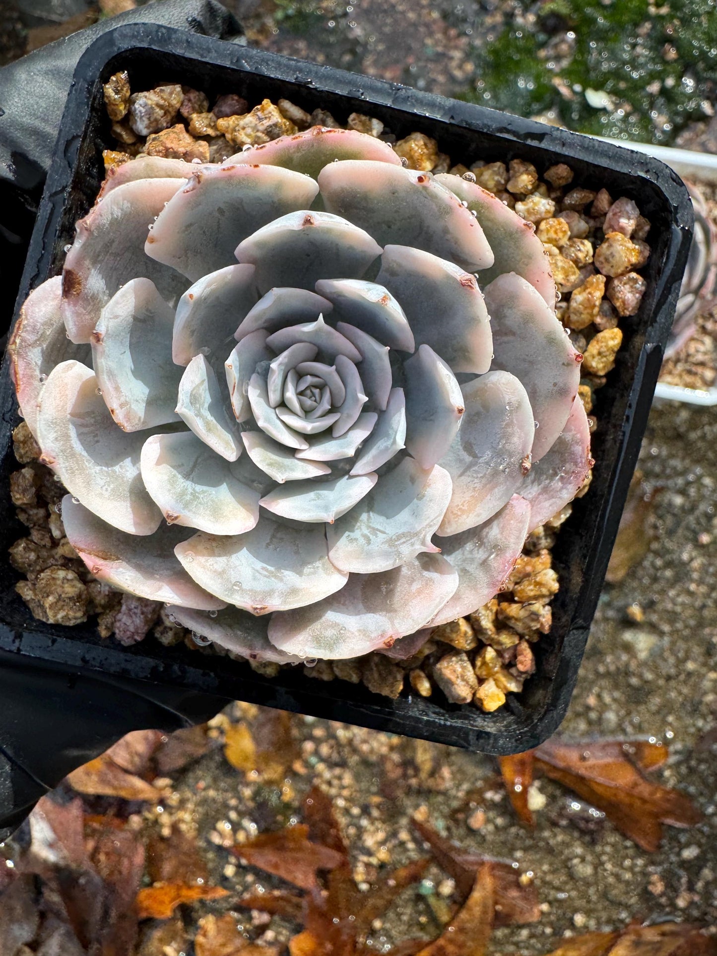 Echeveria 'Ruyonii 'variegated, small size , 2.2 inches, Bare Root, Imported Rare Succulent