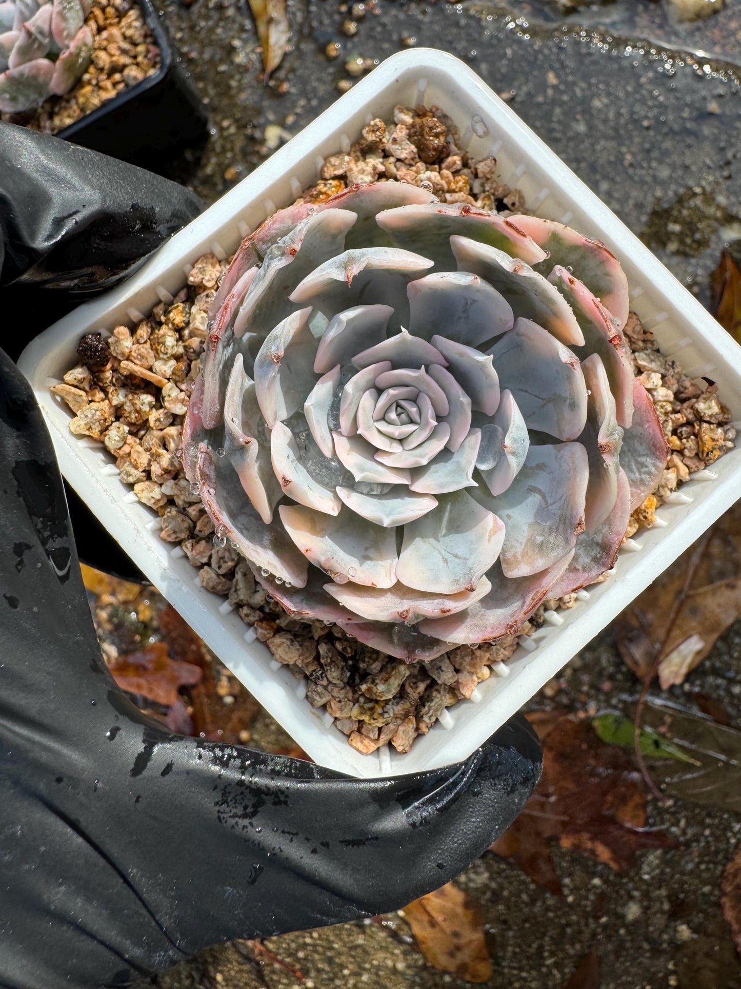 Echeveria 'Ruyonii 'variegated, small size , 2.2 inches, Bare Root, Imported Rare Succulent