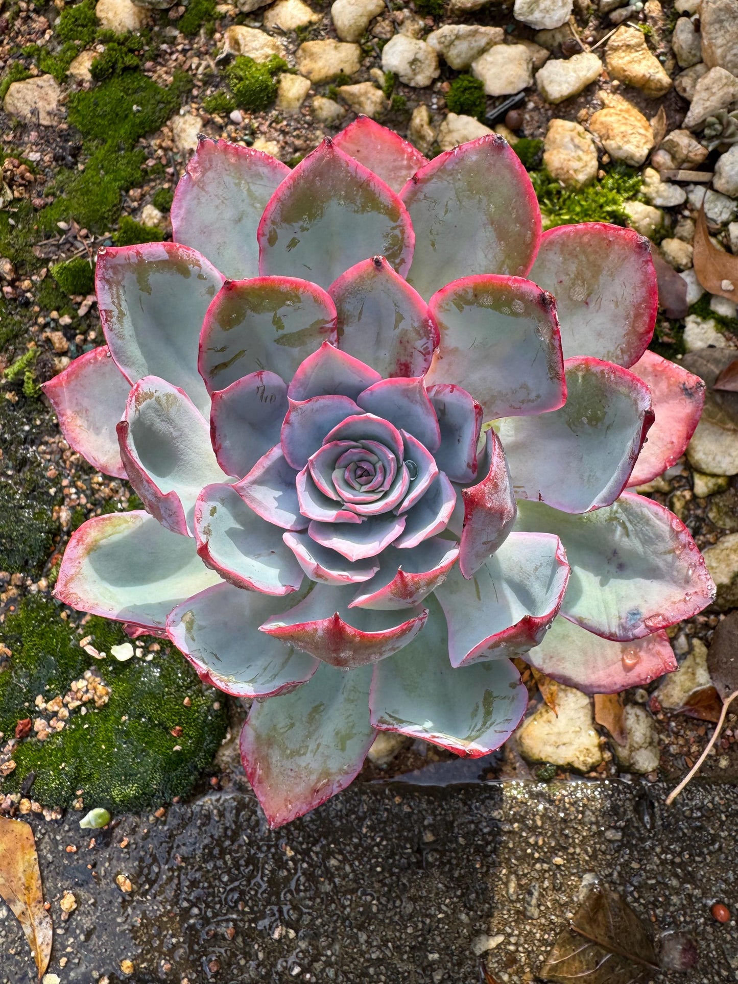 Echeveria  ‘blue light ’ , big single head,   high quality, 5.3inches, Imported Rare Succulent, live plant, gift