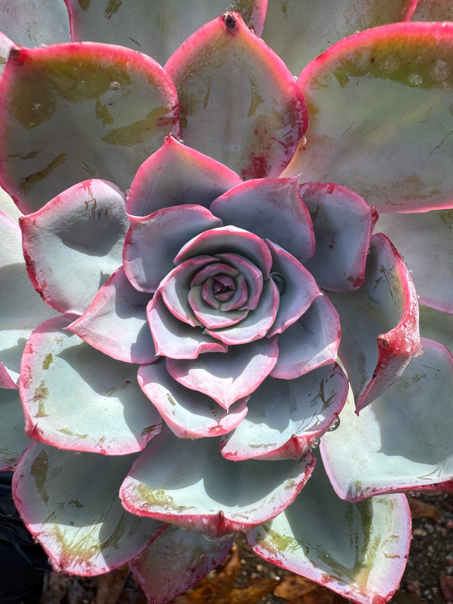 Echeveria  ‘blue light ’ , big single head,   high quality, 5.3inches, Imported Rare Succulent, live plant, gift